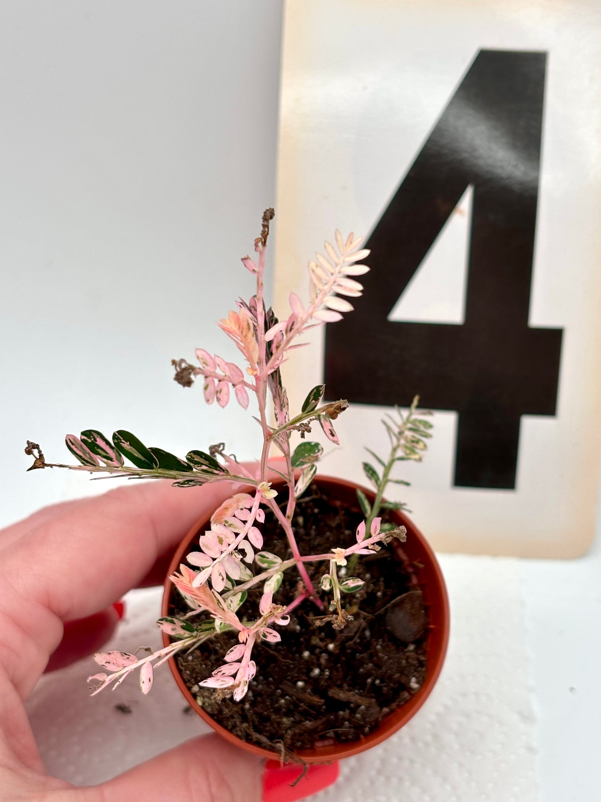 Phyllanthus Urinaria Pink Variegata