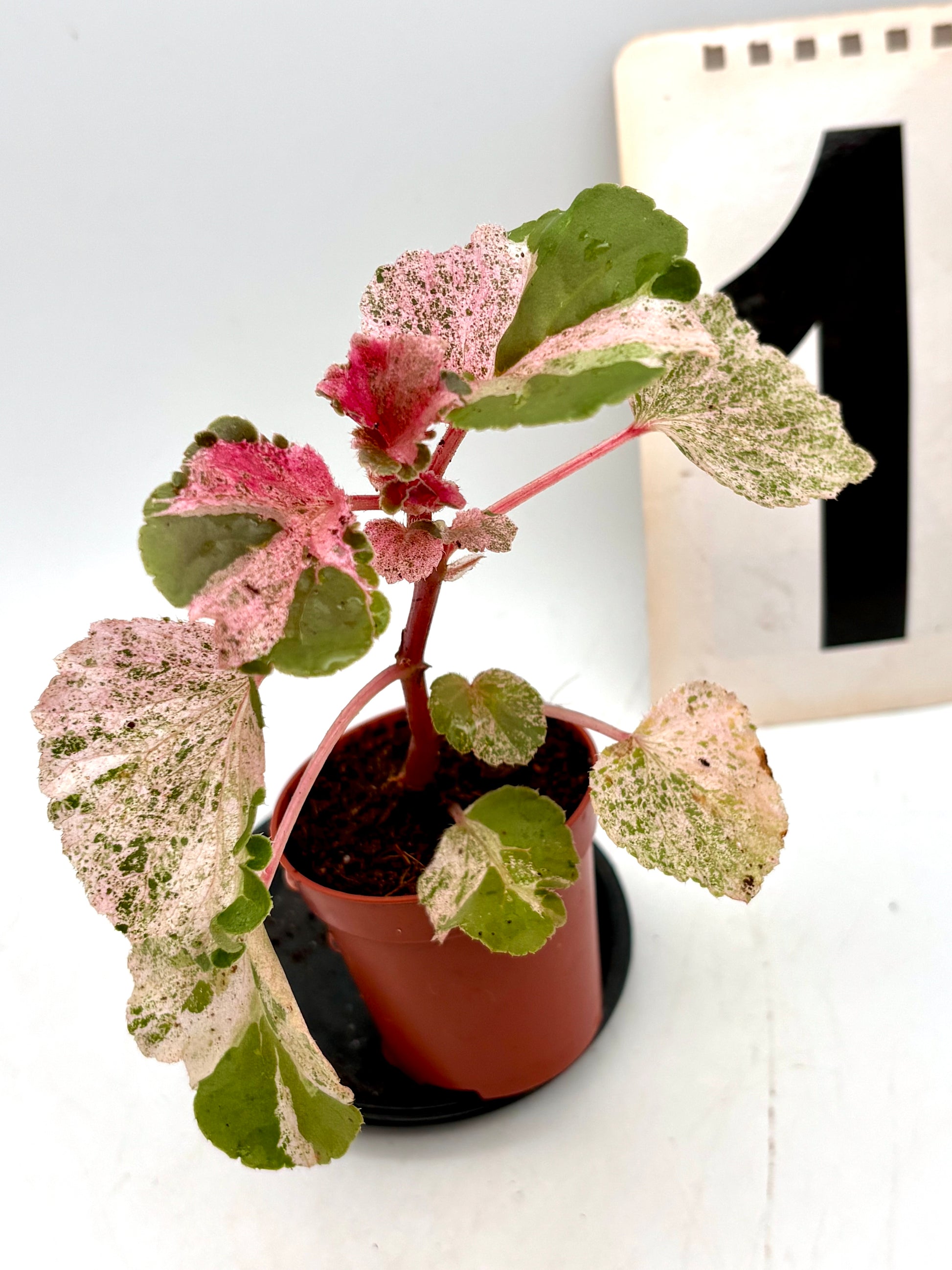 Begonia Cucullata Variegata