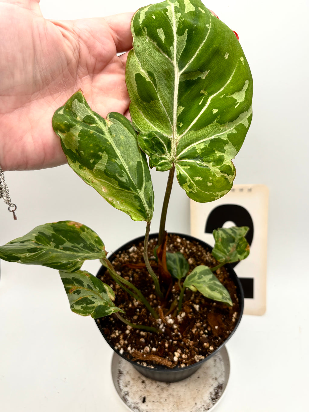 Philodendron Gloriosum Variegata / Snow Leopard
