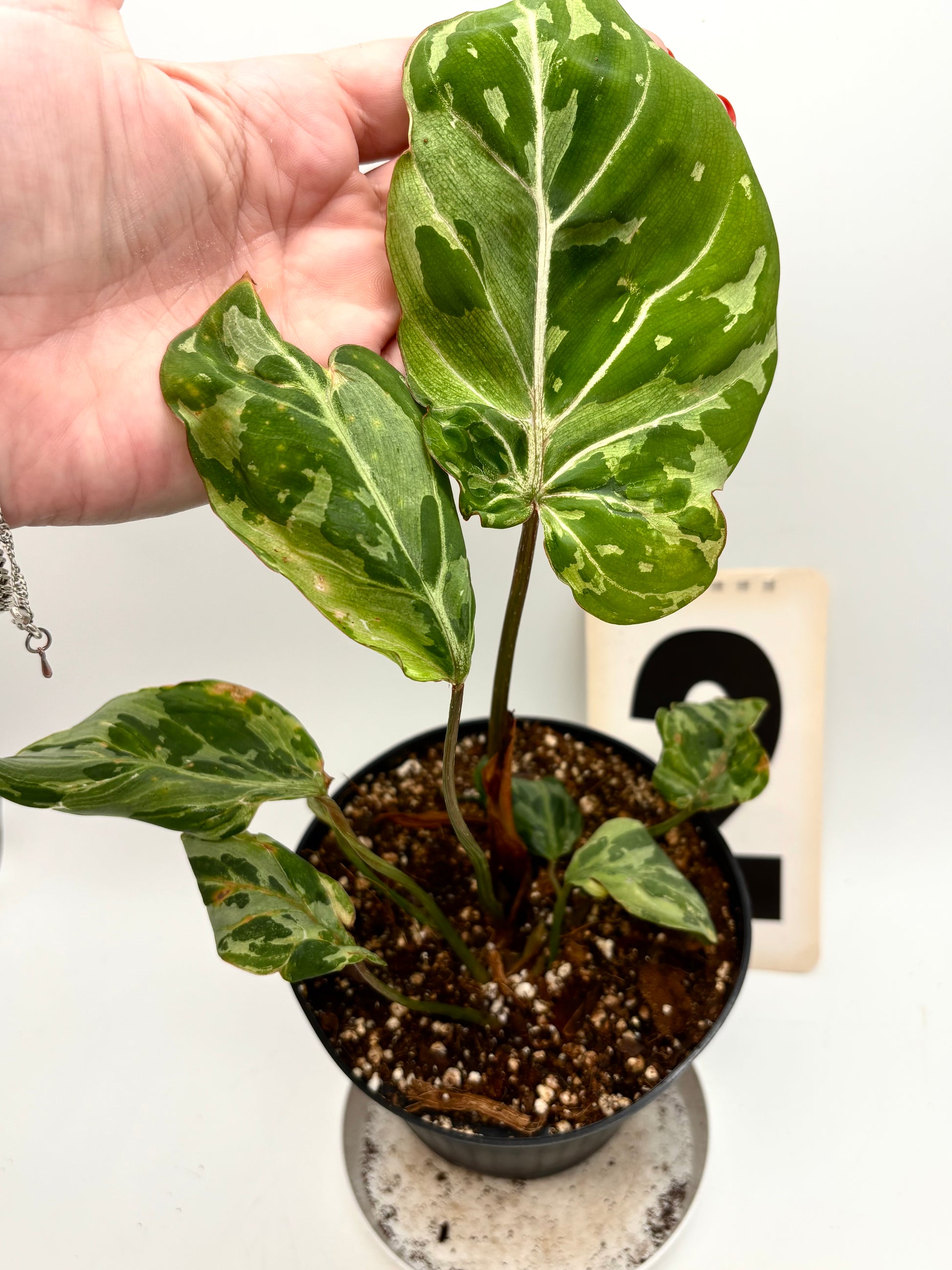 Philodendron Gloriosum Variegata / Snow Leopard
