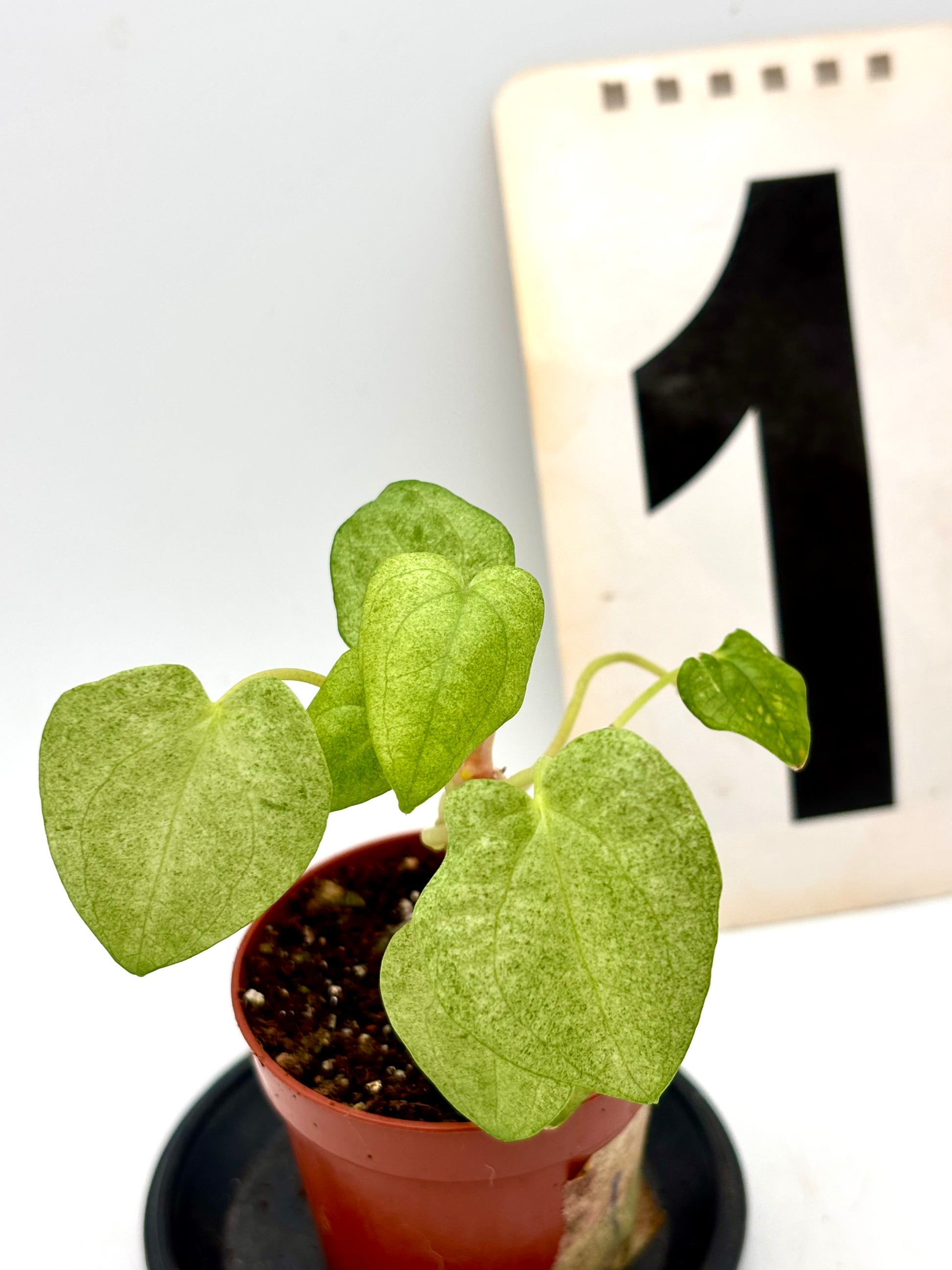 Anthurium Dark Phoenix Variegata