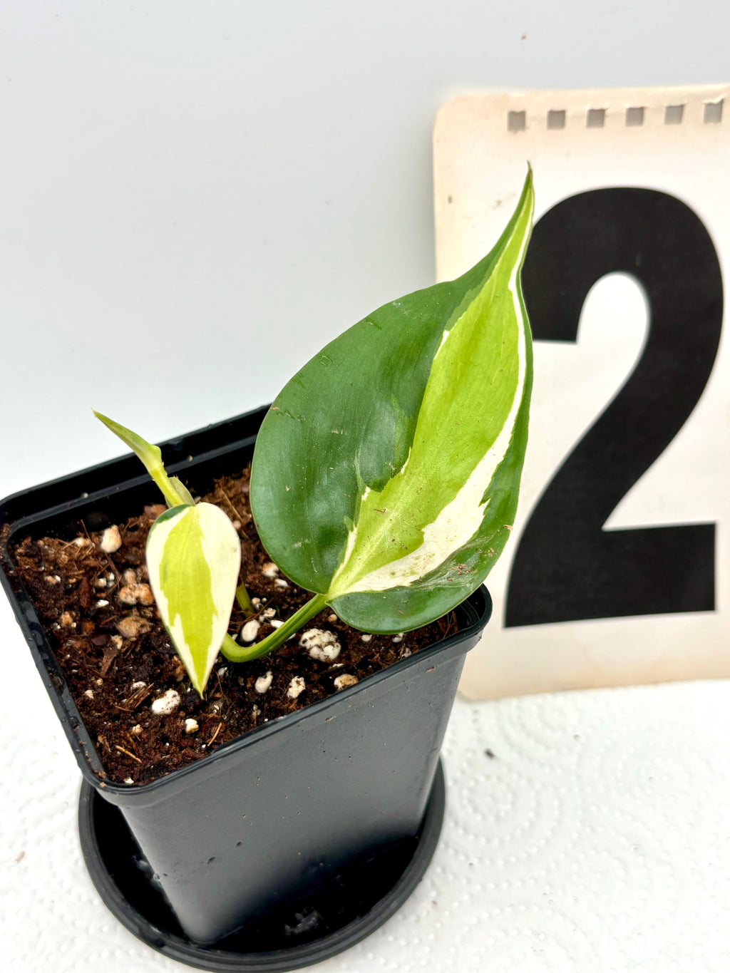 Exotischer Philodendron Cream Splash mit cremefarbenen und grünen Blättern, Indoor-Pflanze, exotische Zimmerpflanze von Exotic-Flowers