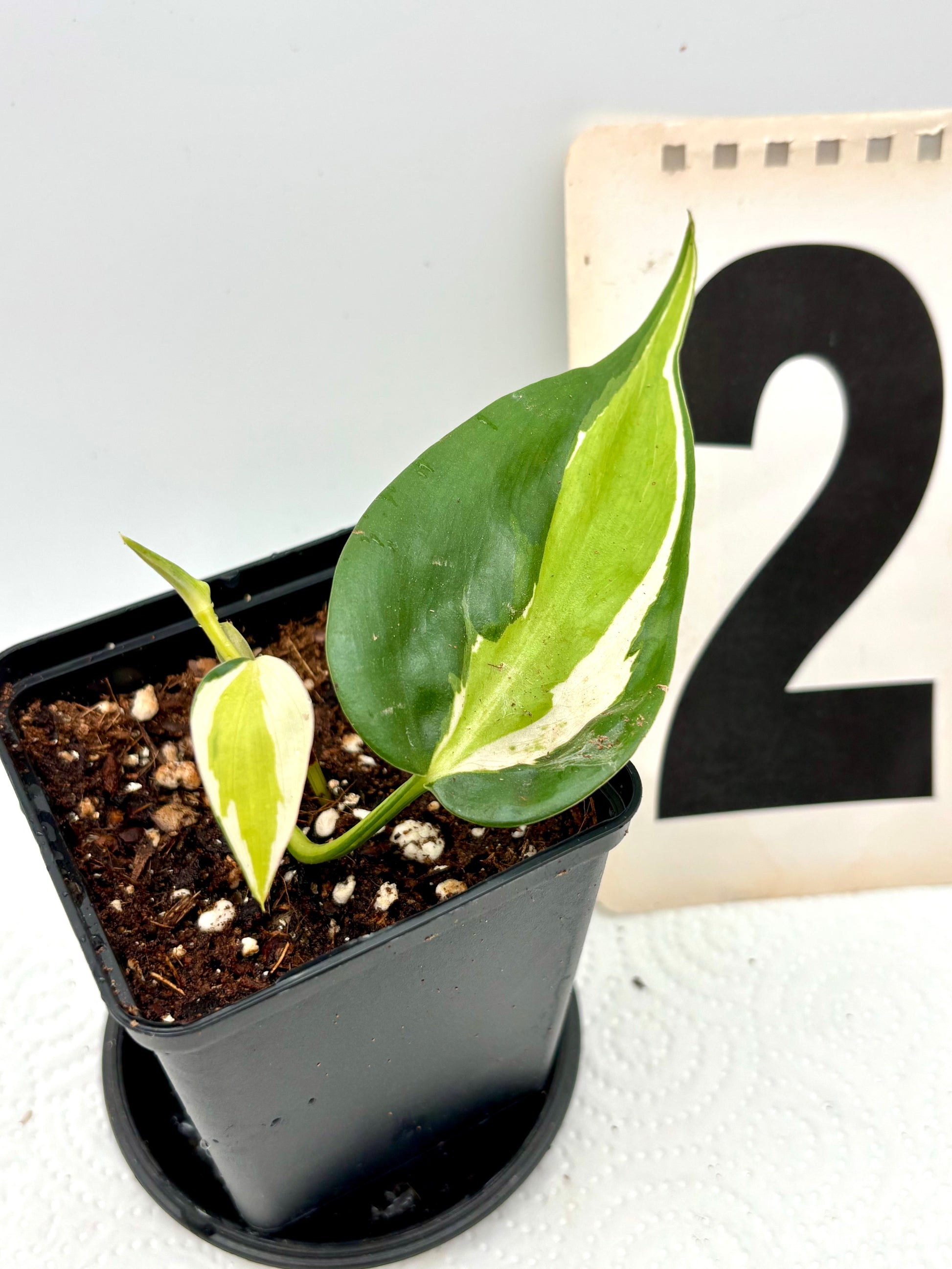 philodendron hederaceum cream splash Philodendron Cream Splash – Exotic-Flowers