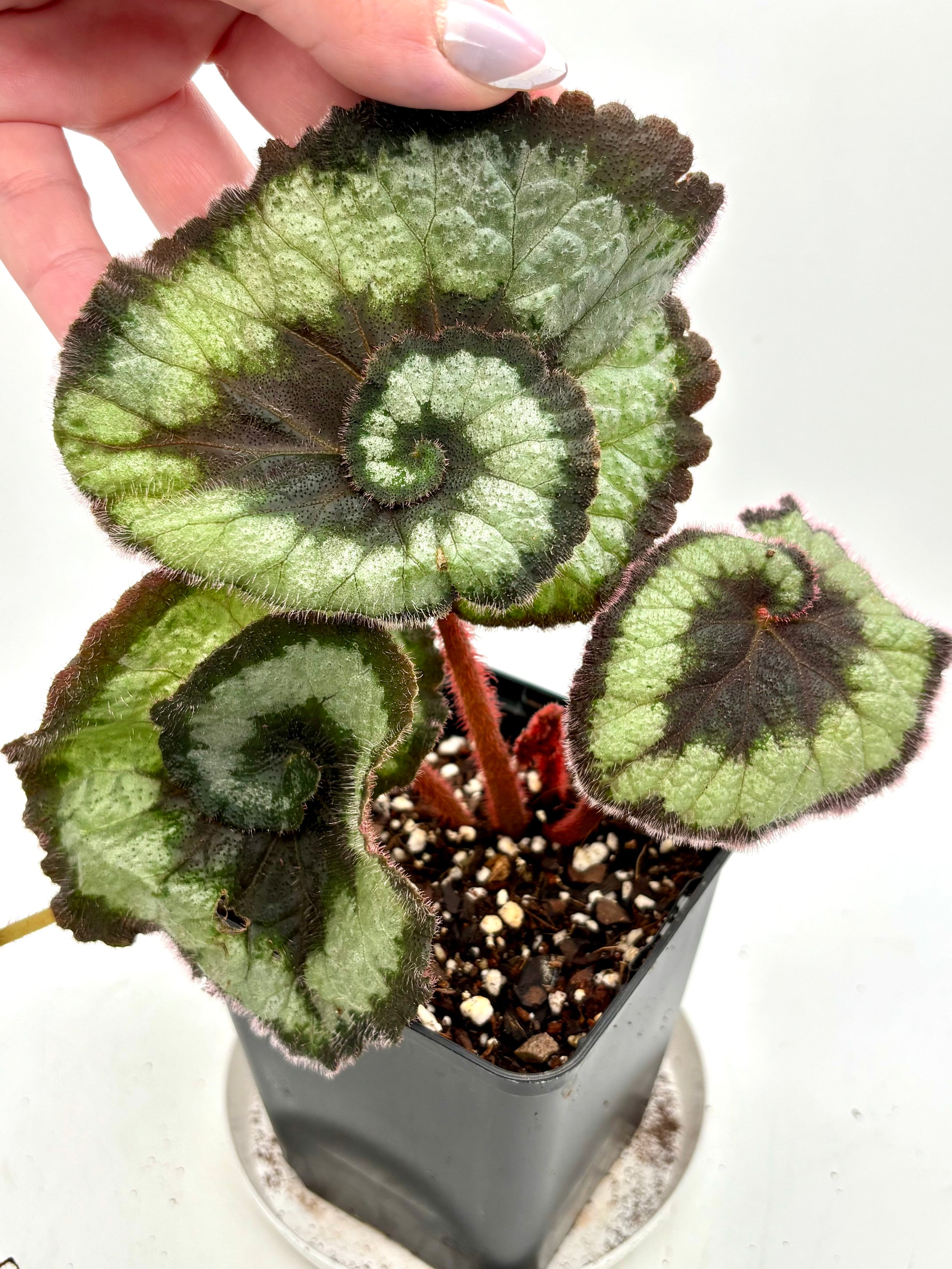 Begonia Escargot
