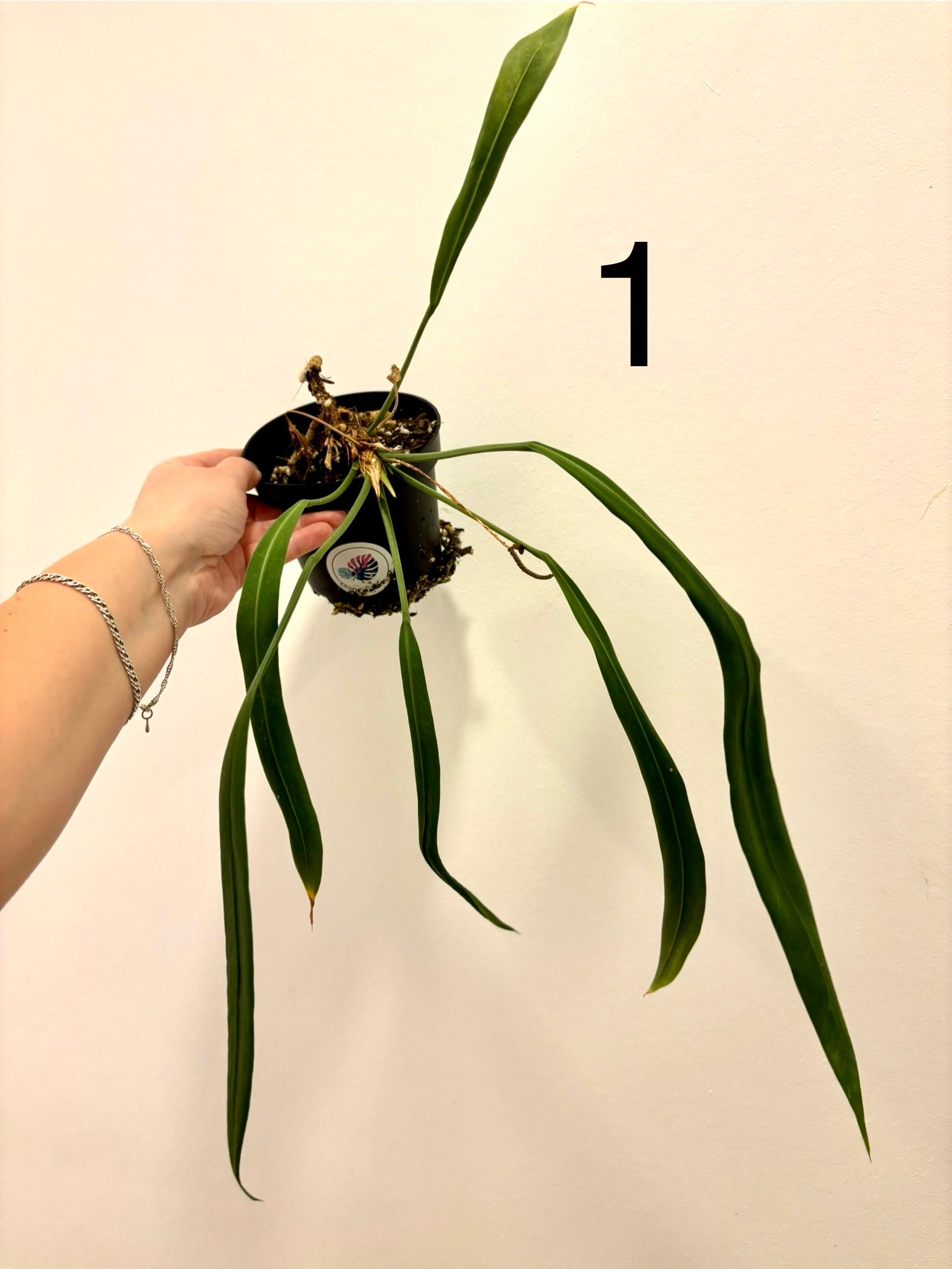 Anthurium Vittarifolium - Exotic-Flowers