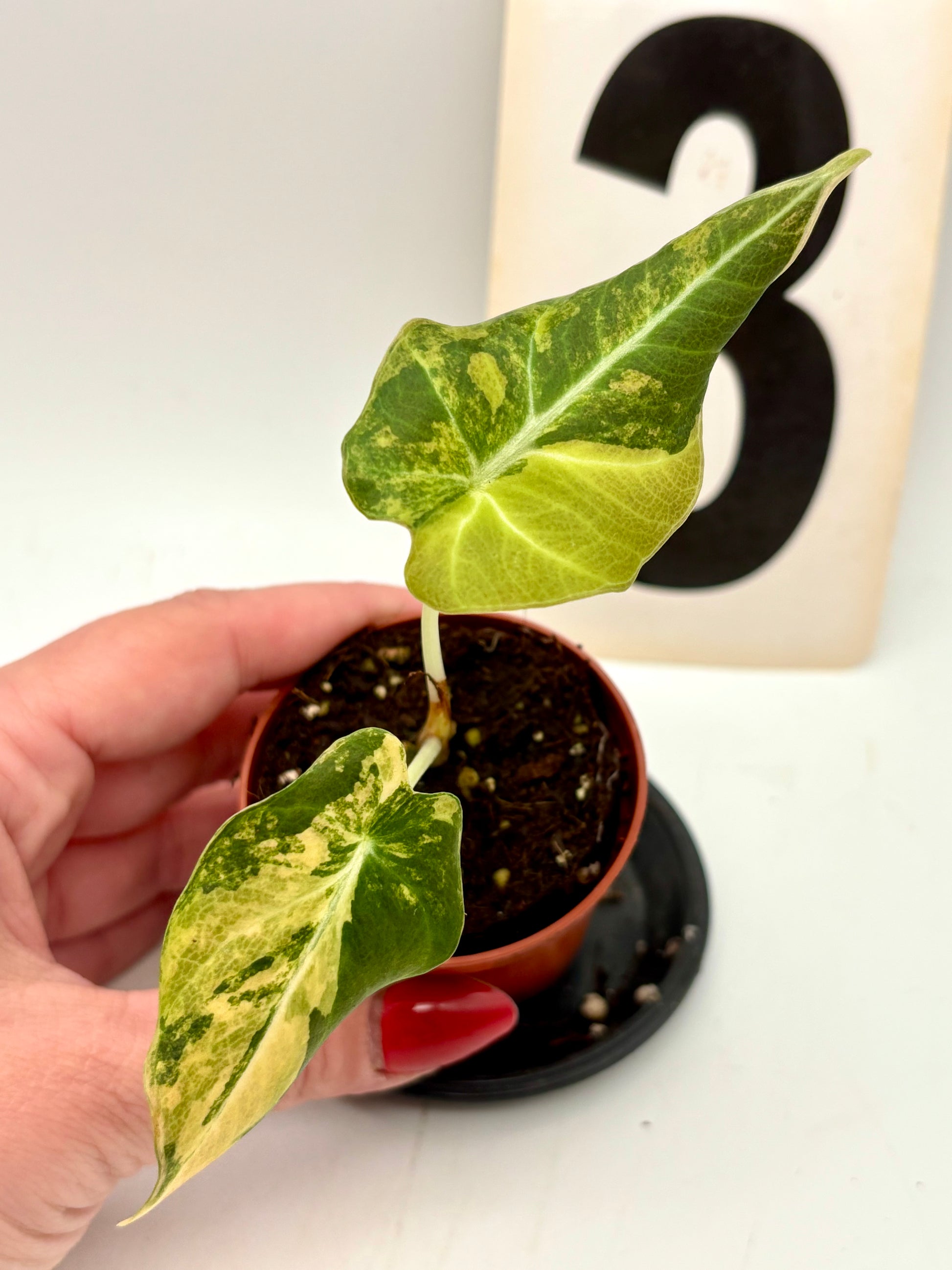 Alocasia Black Velvet Aurea Variegata