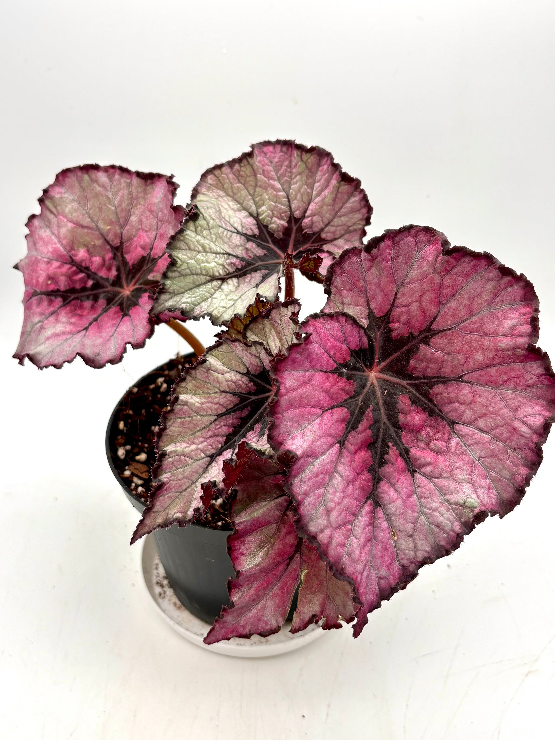 Begonia Magenta Blush