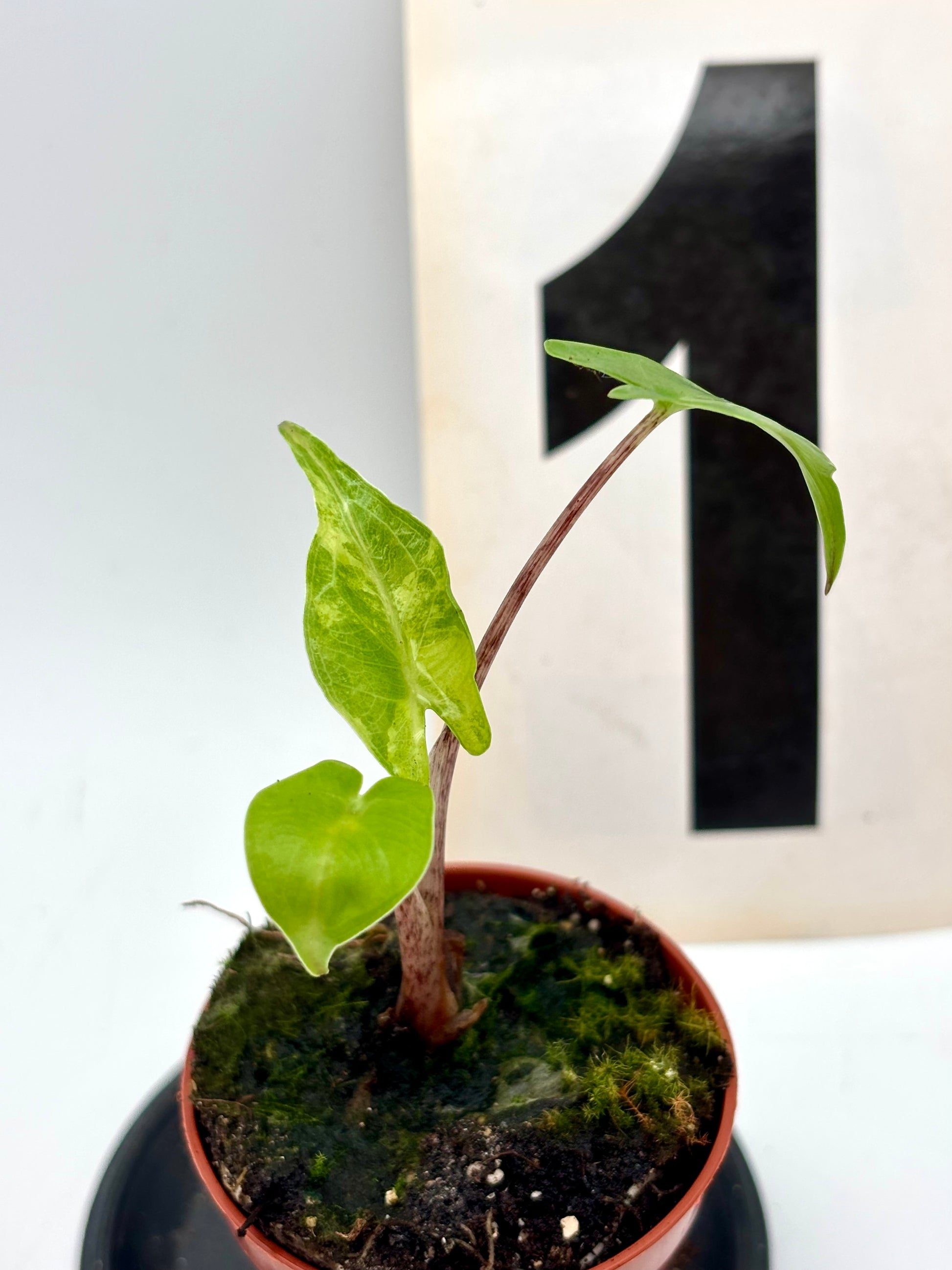Alocasia Stingray Variegata