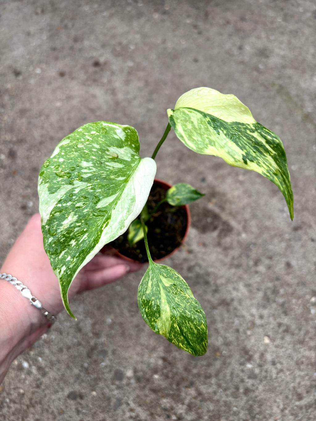 Frische Monstera Electrolyte-Flasche von Exotic-Flowers, mit grünem Etikett und tropischem Design.