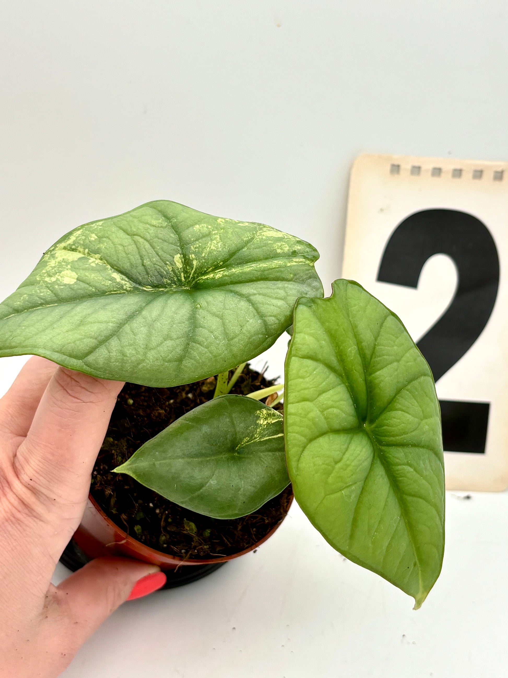 Alocasia Platinum Aurea Variegata Pflanze mit grünen und gelben Blättern, exotische Zimmerpflanze von Exotic-Flowers