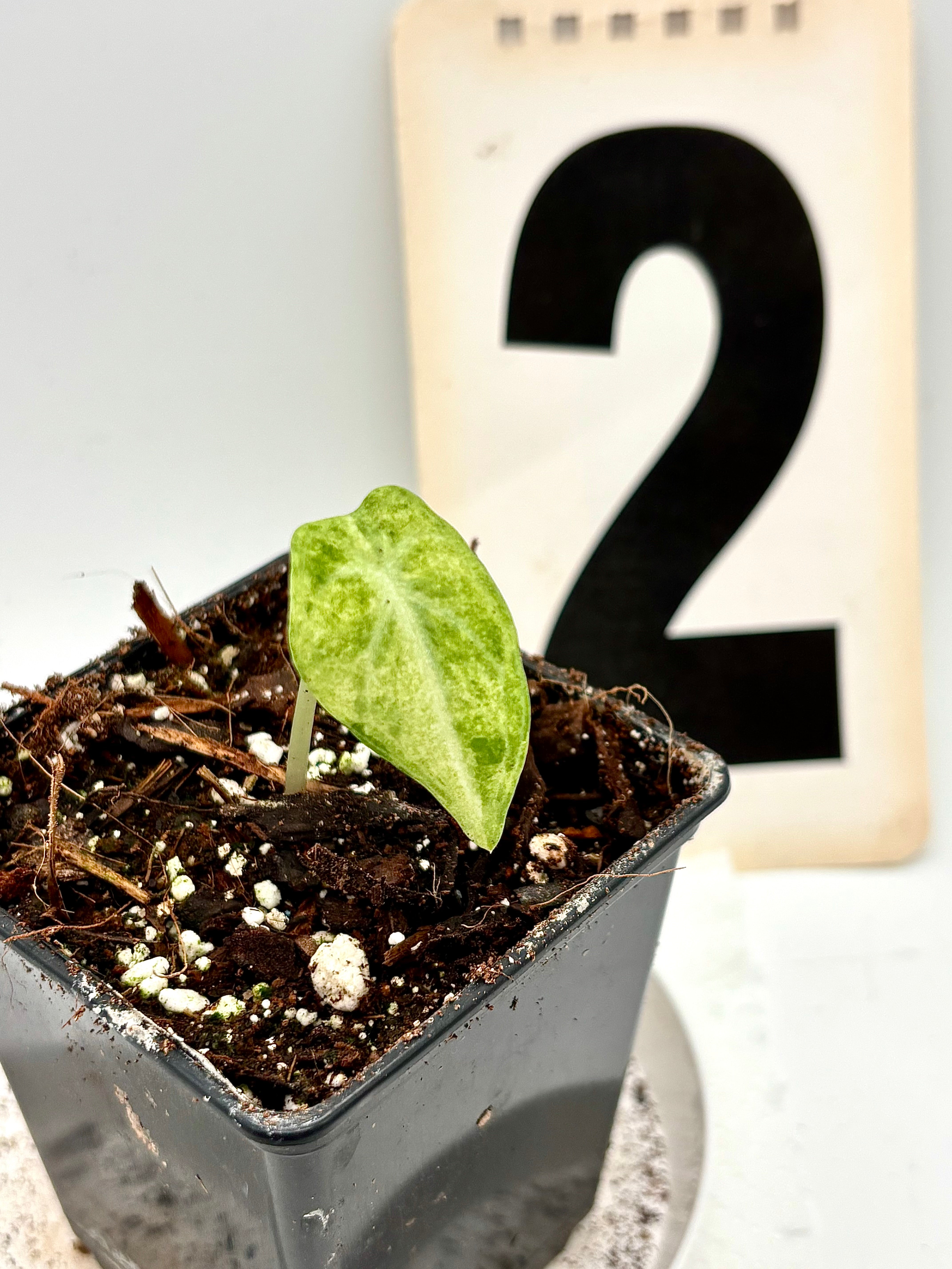 Alocasia Ninja Tricolor Variegata – Exotic-Flowers
