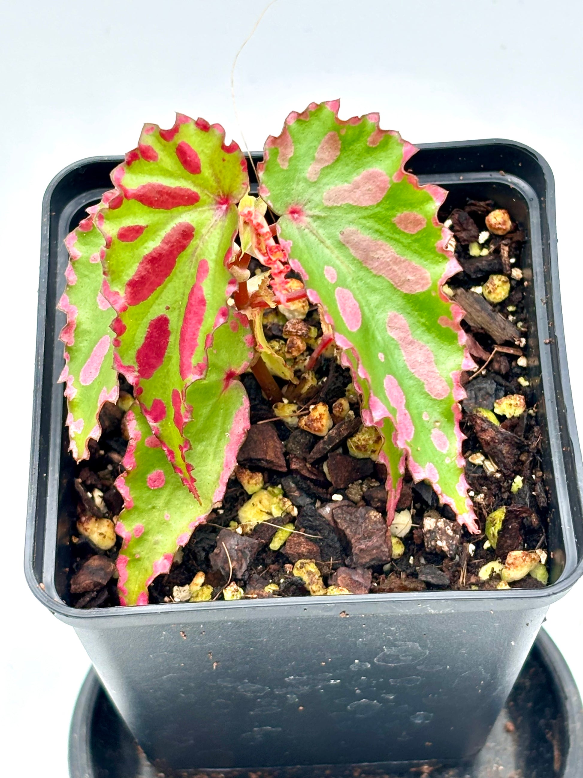 Rote Begonie Pink Lava von Exotic-Flowers mit großen, rosa Blüten und grünen Blättern, perfekt für Zimmerdekoration.