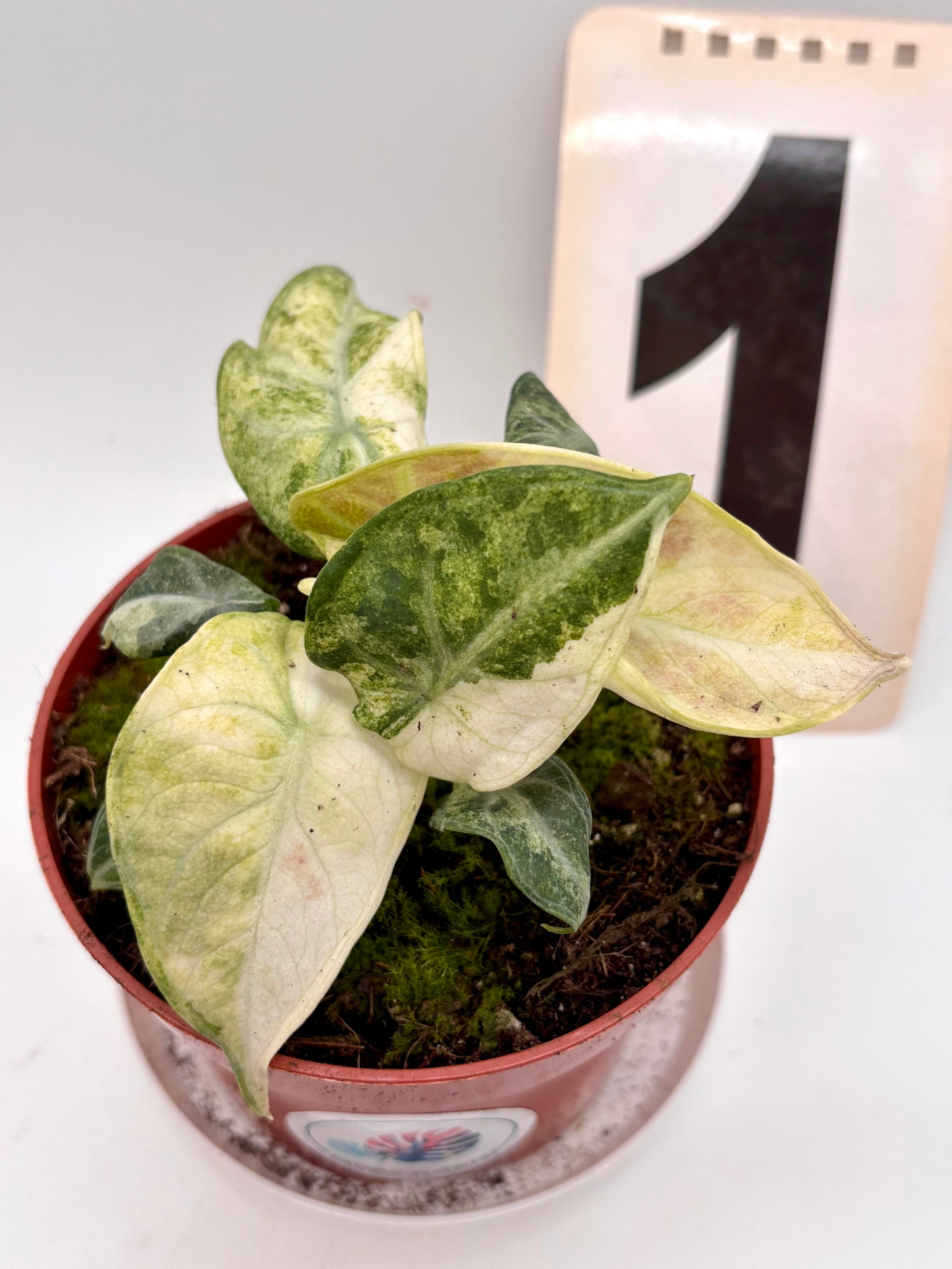 Alocasia Ninja Tricolor