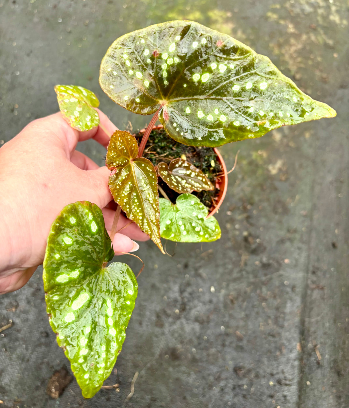 Exotische Begonie Pandora von Exotic-Flowers mit grünen Blättern und bunten Blüten, ideal für Zimmer oder Balkon.