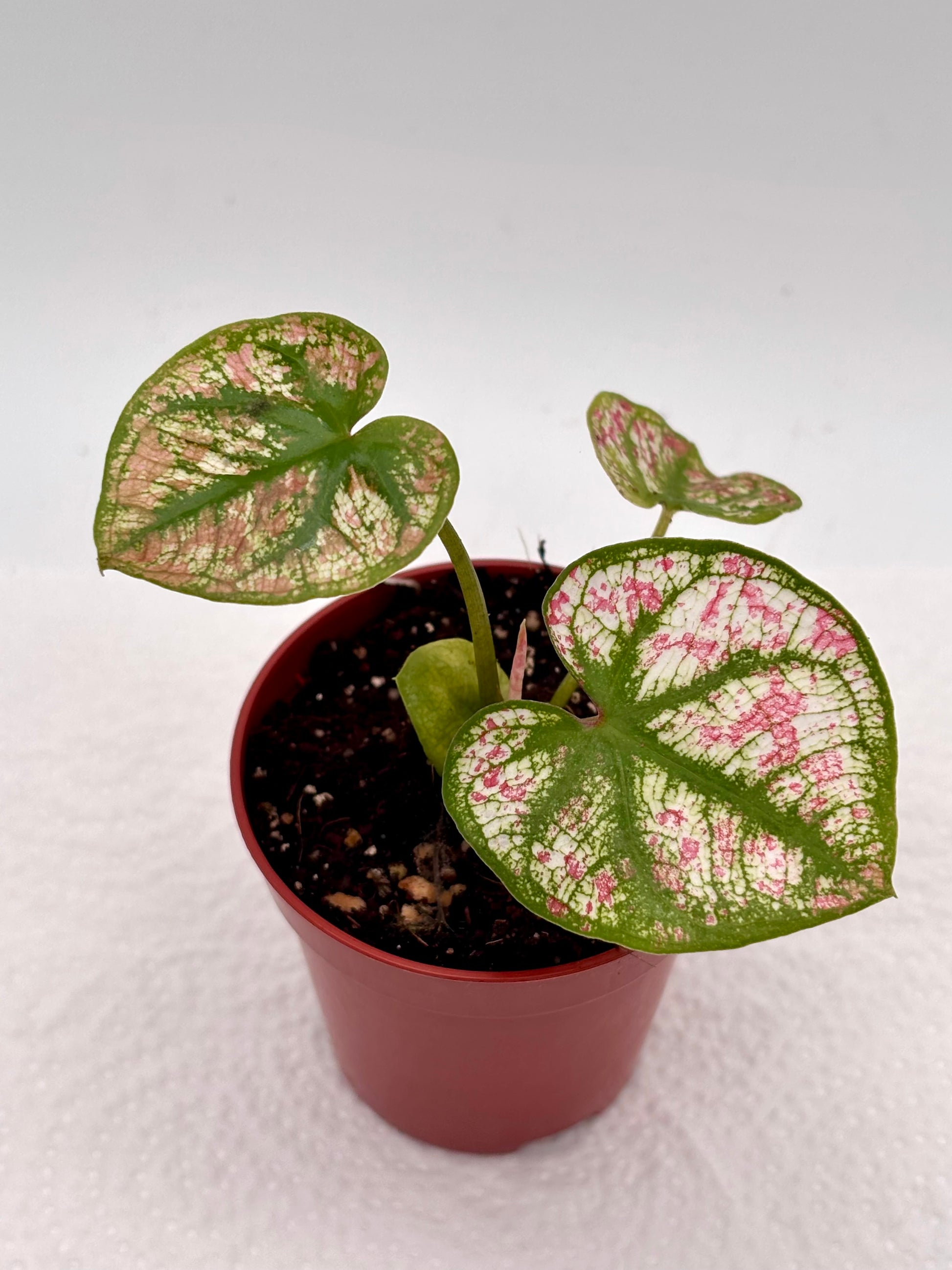 Dschungelpflanze Caladium Scarlet Mary von Exotic-Flowers mit großen roten und grünen Blättern, dekorativ im Topf.