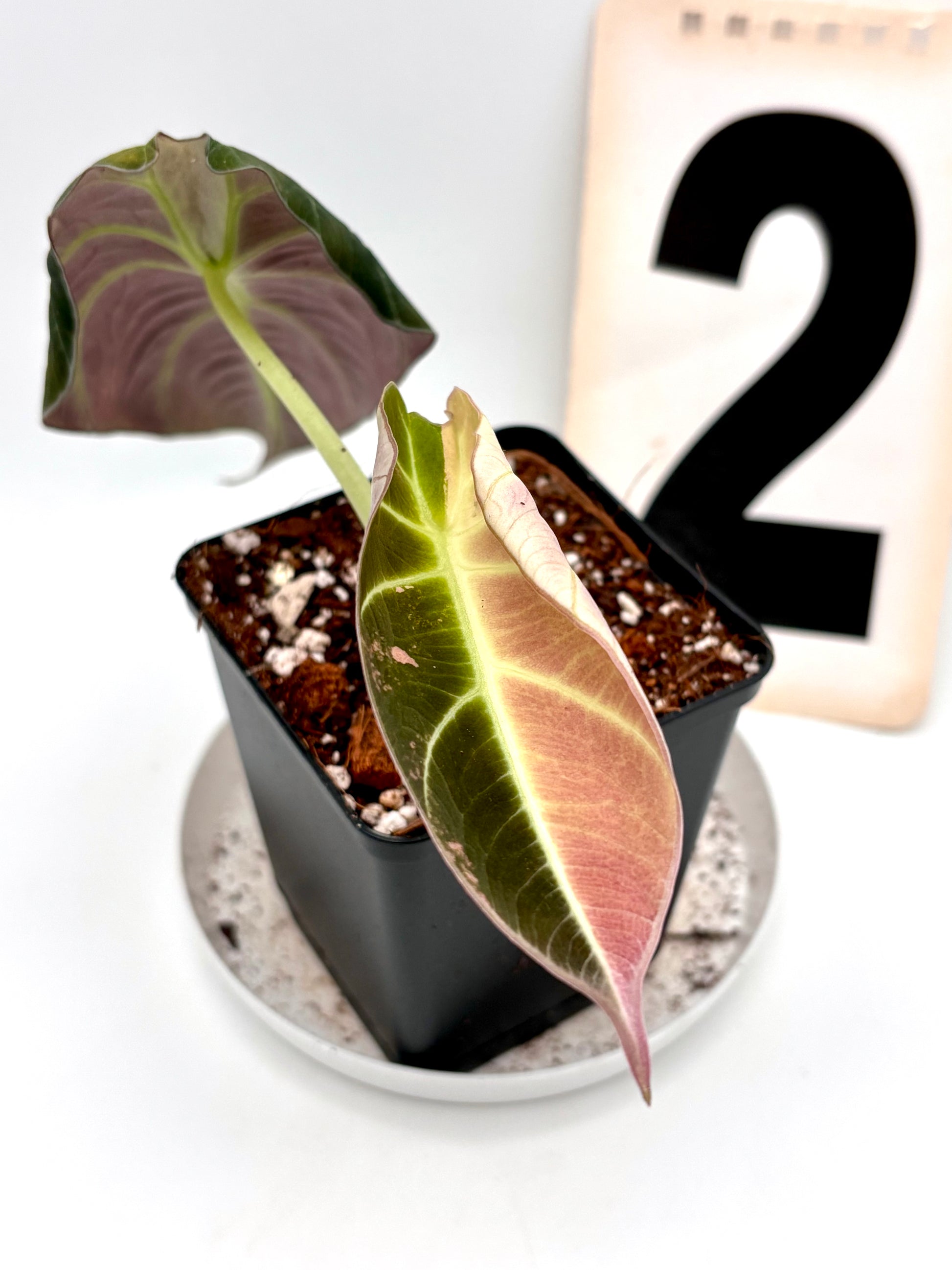 Alocasia Black Velvet Variegata