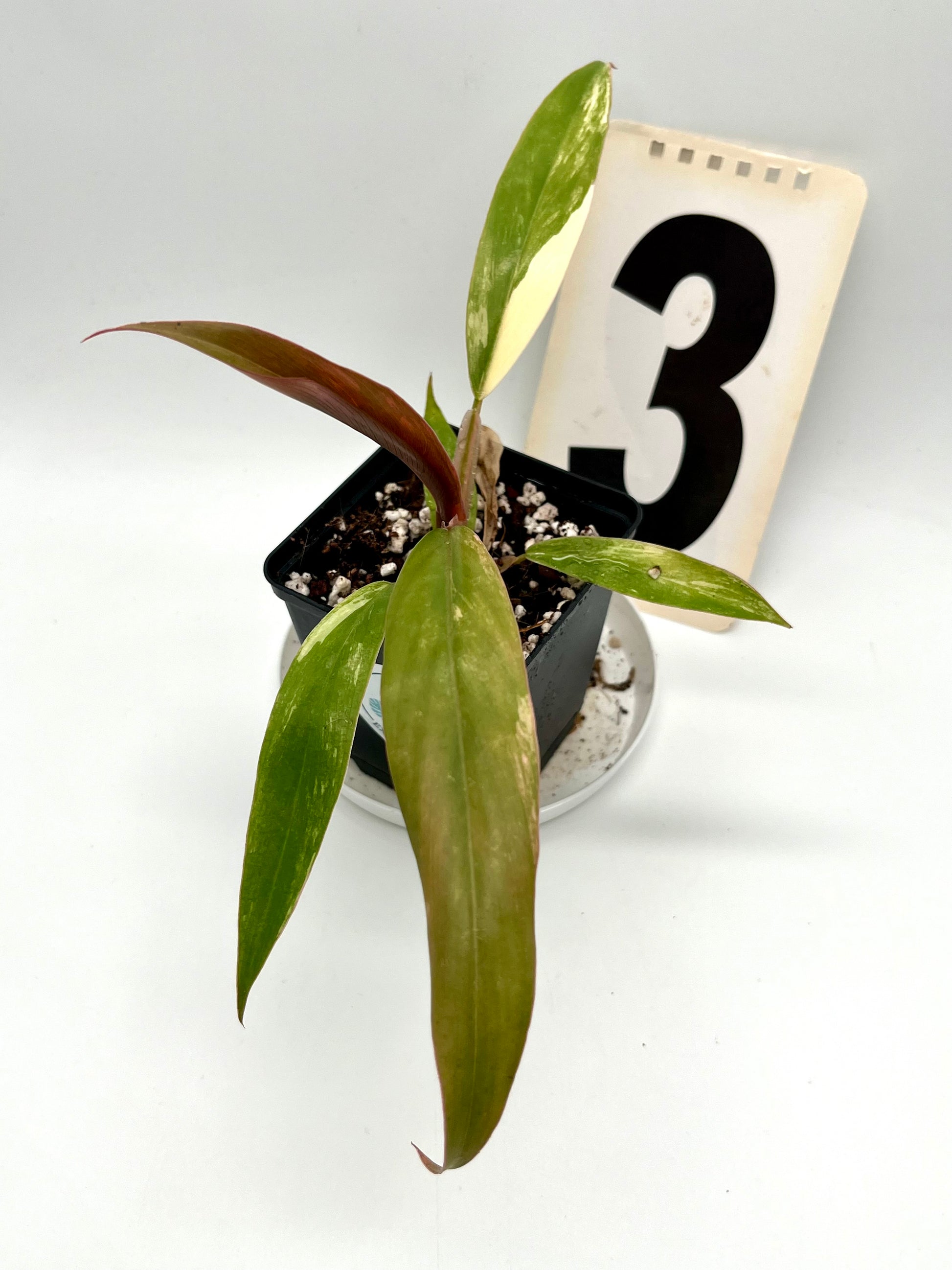 Philodendron Caramel Marble