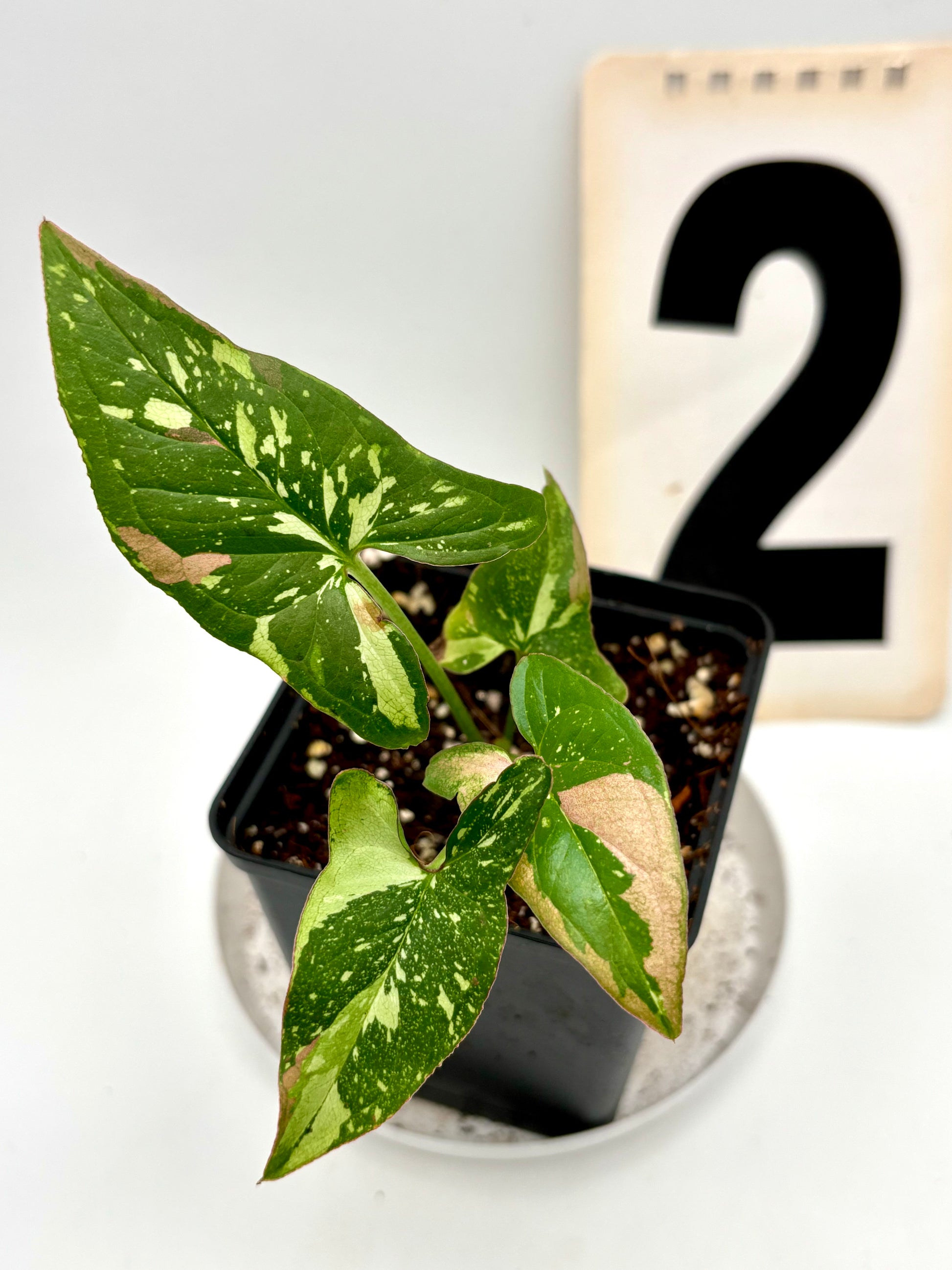 Syngonium Red Spot Tricolor
