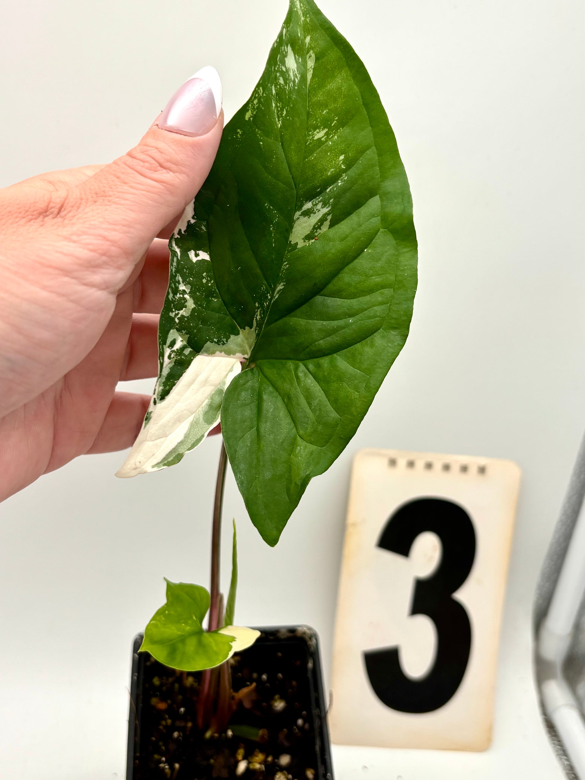 Syngonium Albo Variegata