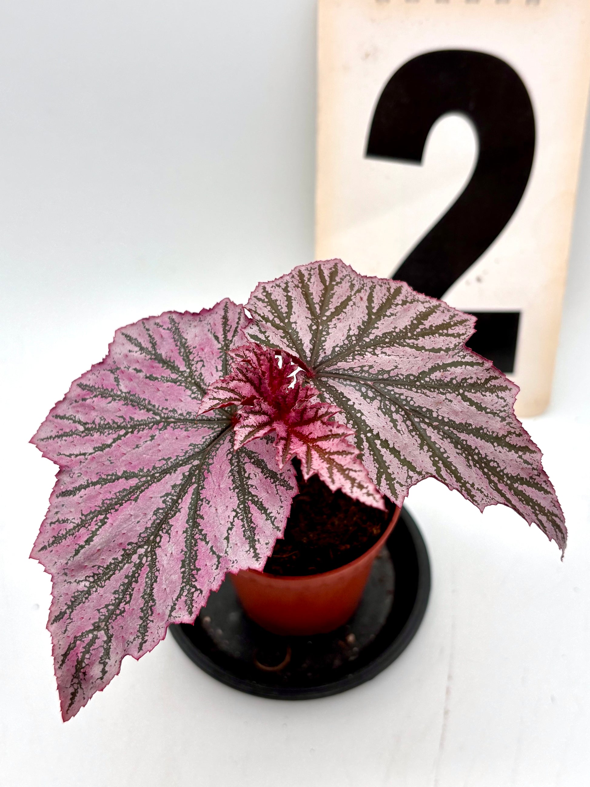 Begonia Pink Minx