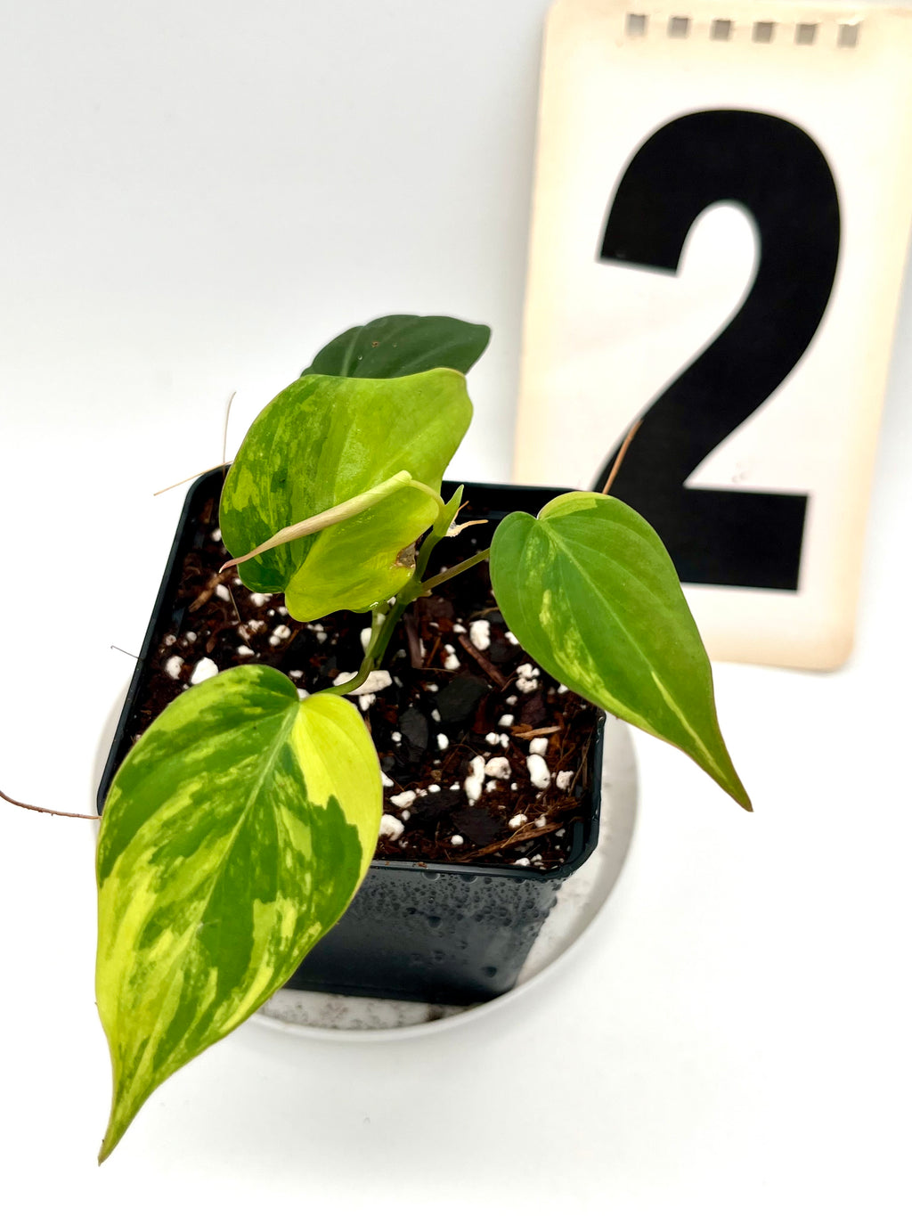 Philodendron Micans Variegata