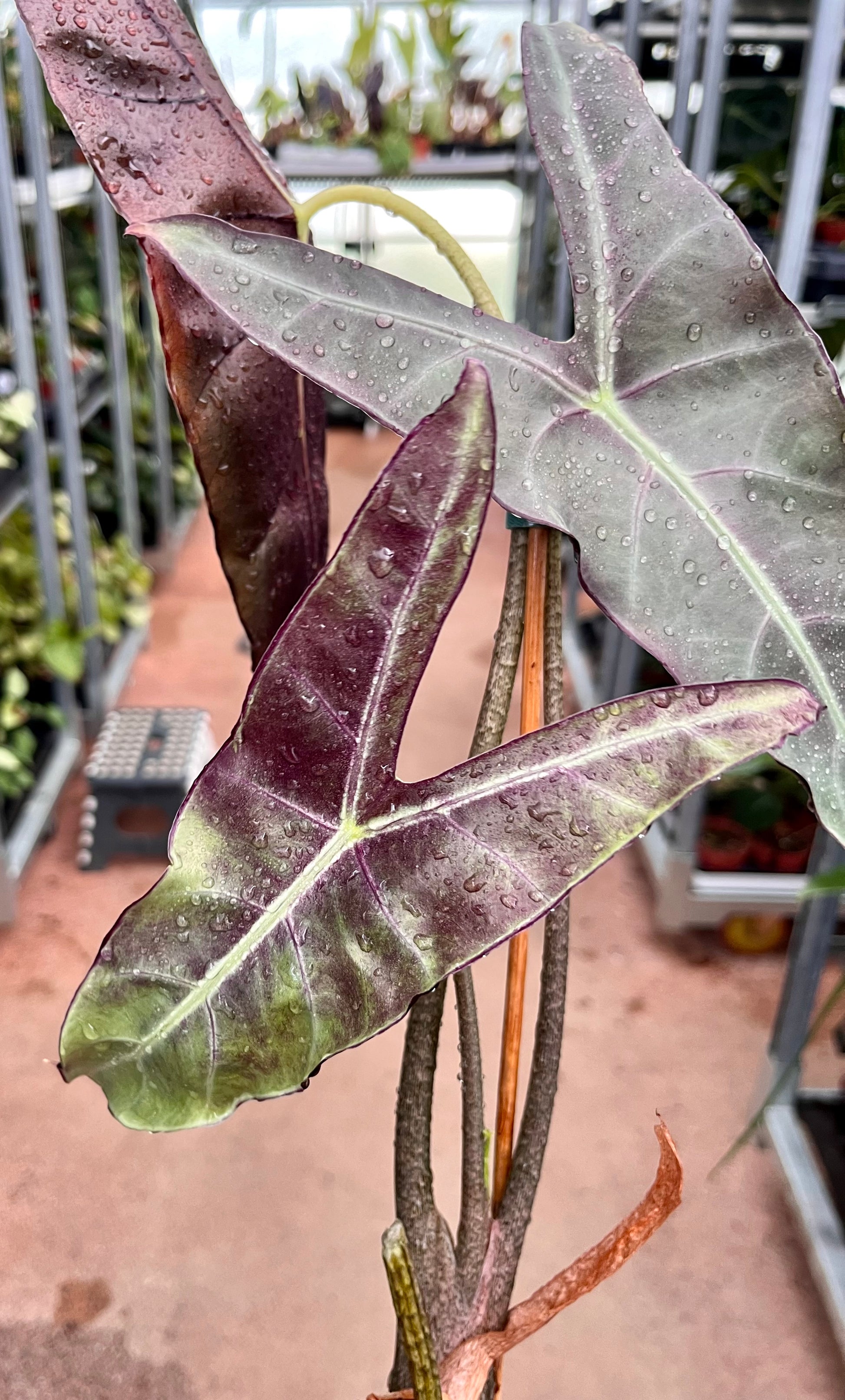 Alocasia Longiloba NOID