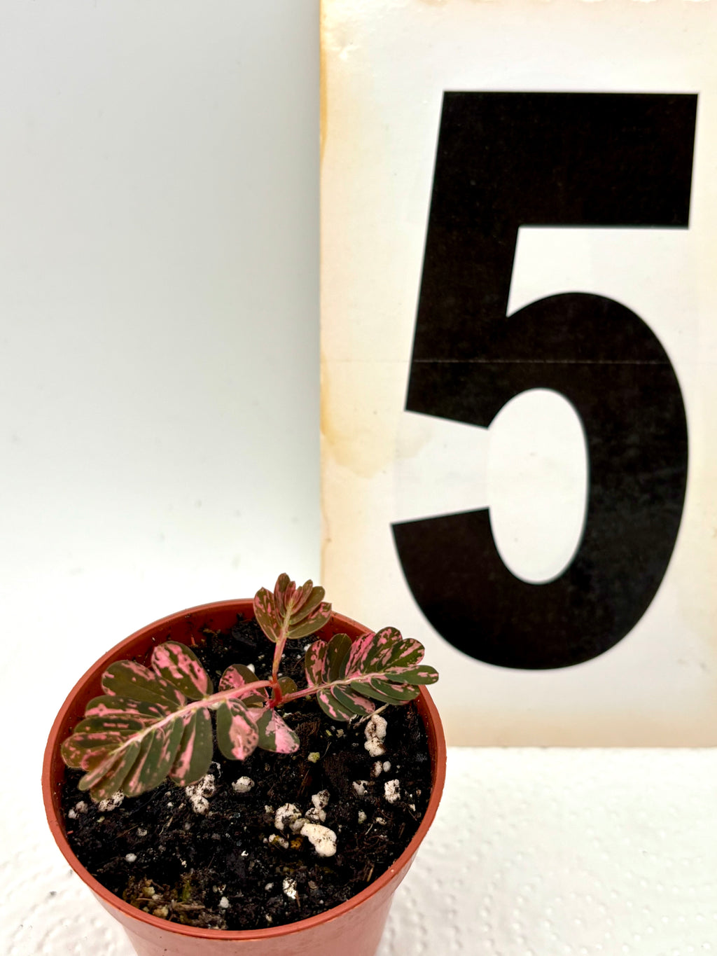 Phyllanthus Urinaria Pink Variegata - Exotic-Flowers