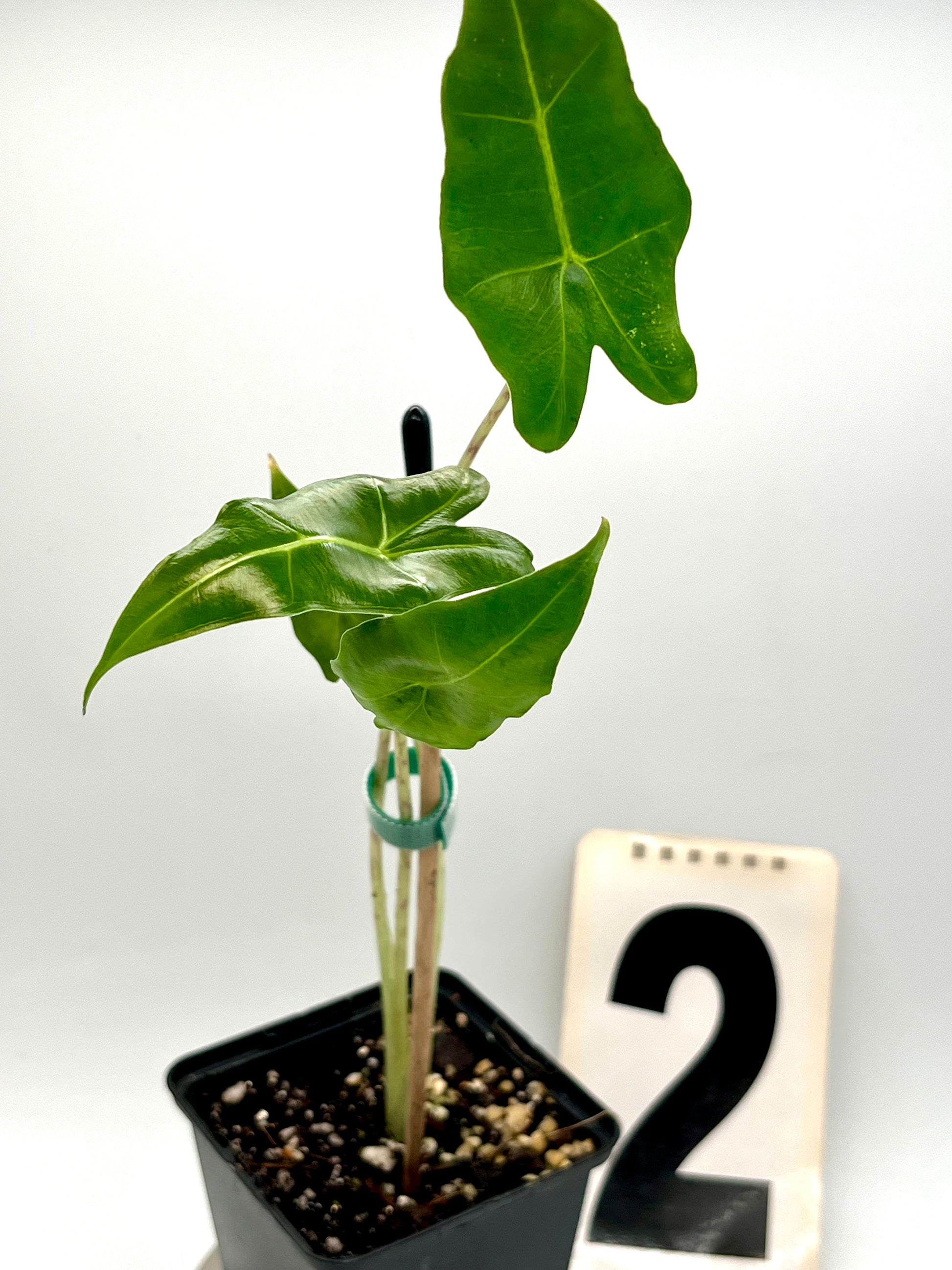 Alocasia Sarian