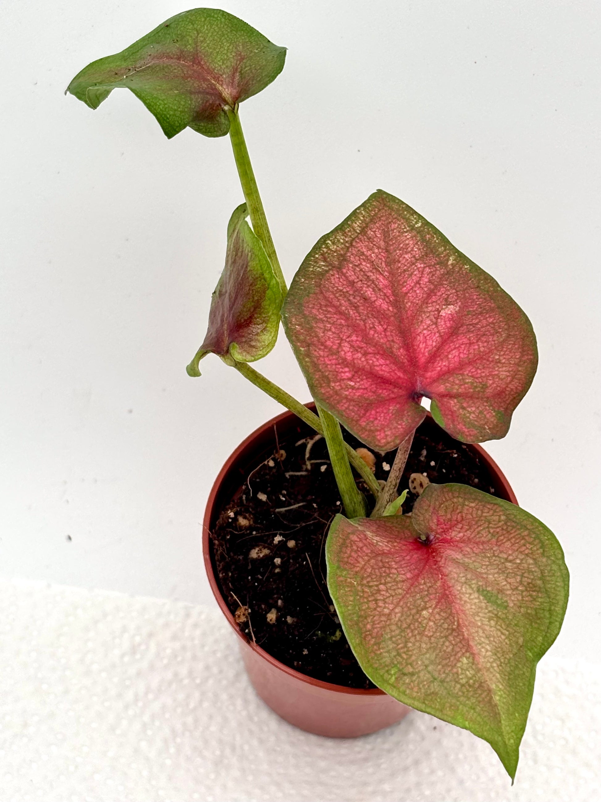 Bunte Caladium Lucia Pflanze von Exotic-Flowers mit grünen und roten Blättern, im Top auf einem weißen Hintergrund