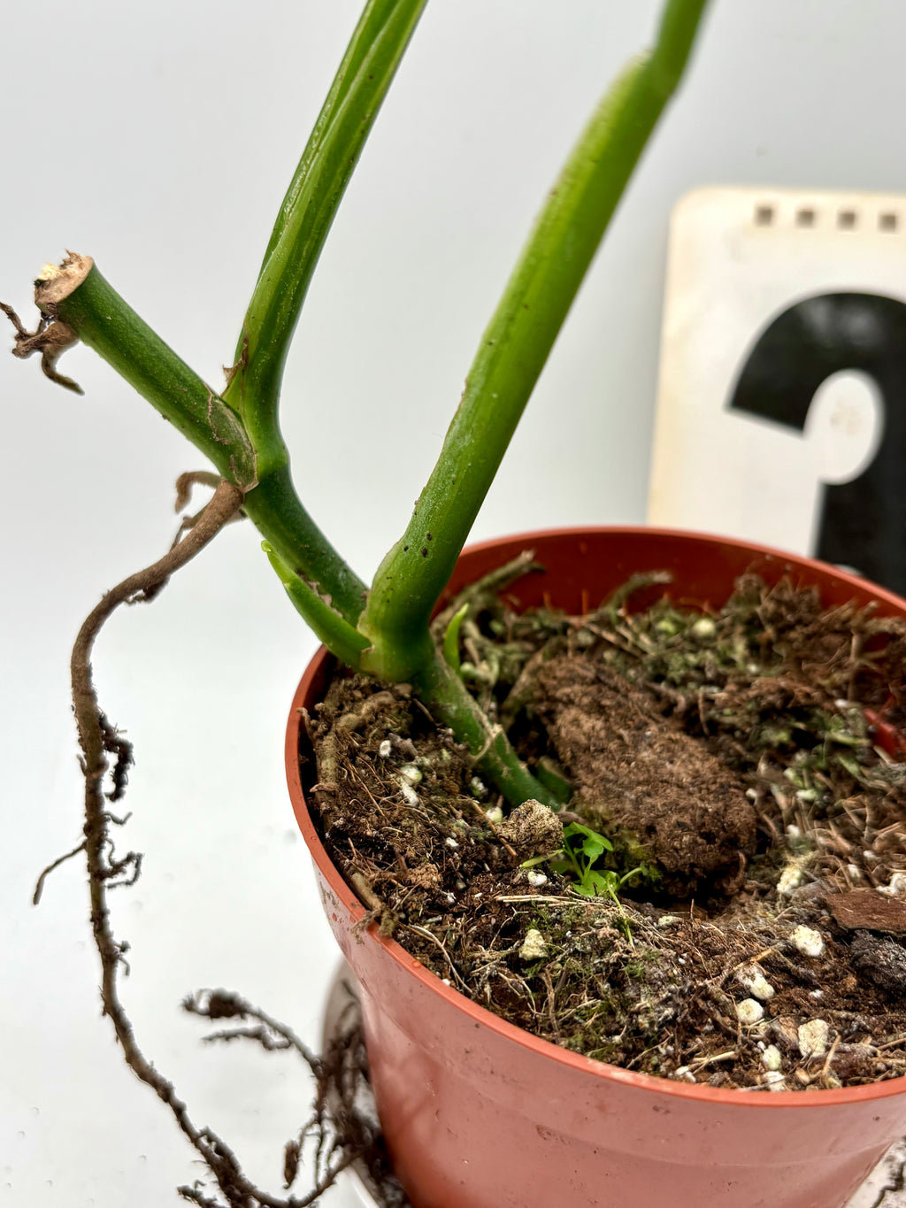 Monstera Adansonii Variegata - Exotic-Flowers