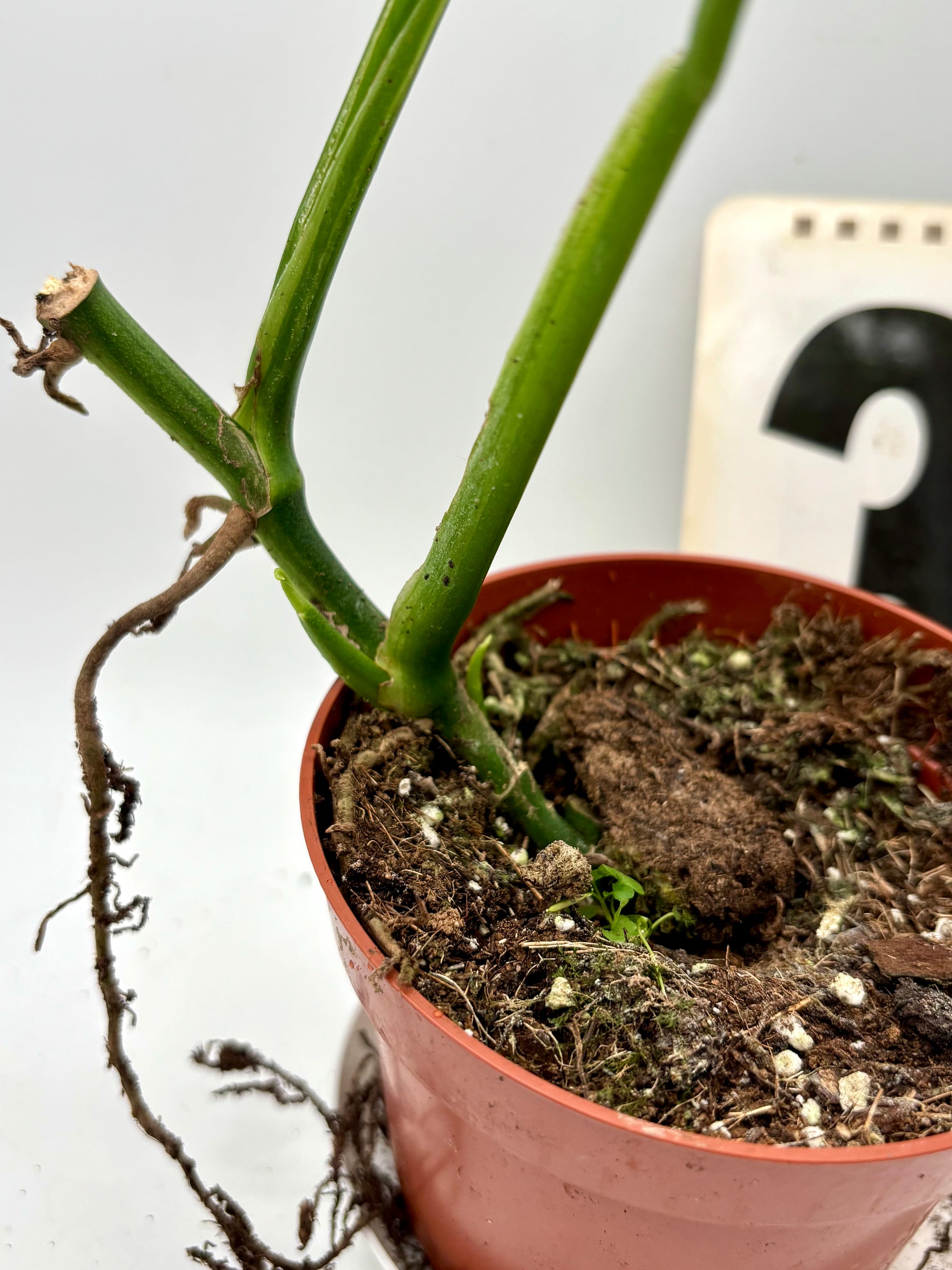 Monstera Adansonii Variegata - Exotic-Flowers