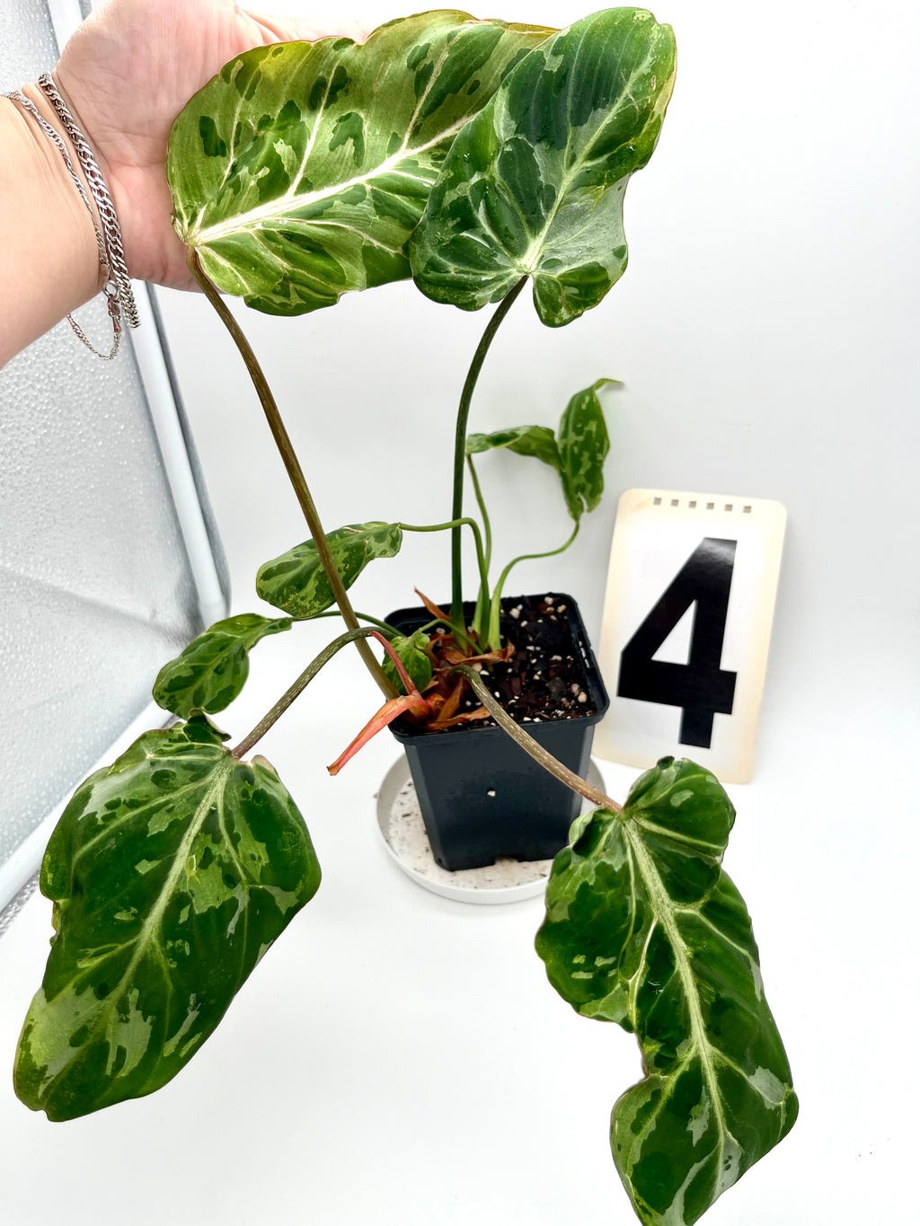 Philodendron Gloriosum Variegata