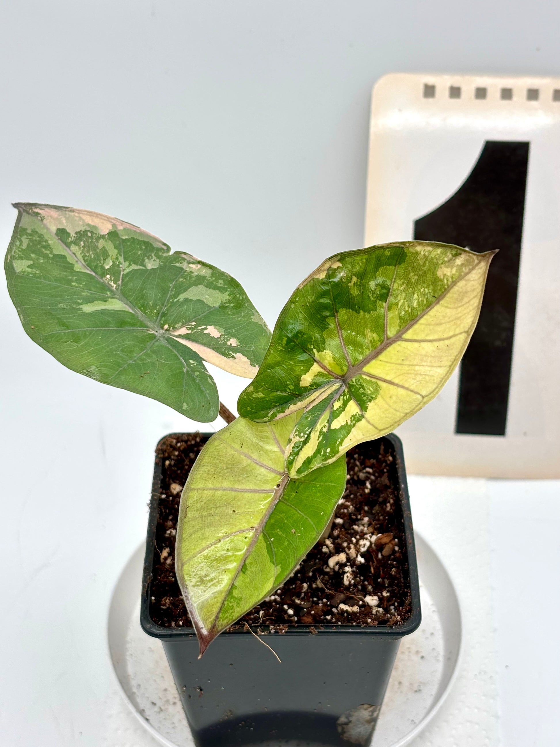 Alocasia Yucatan Princess Variegata