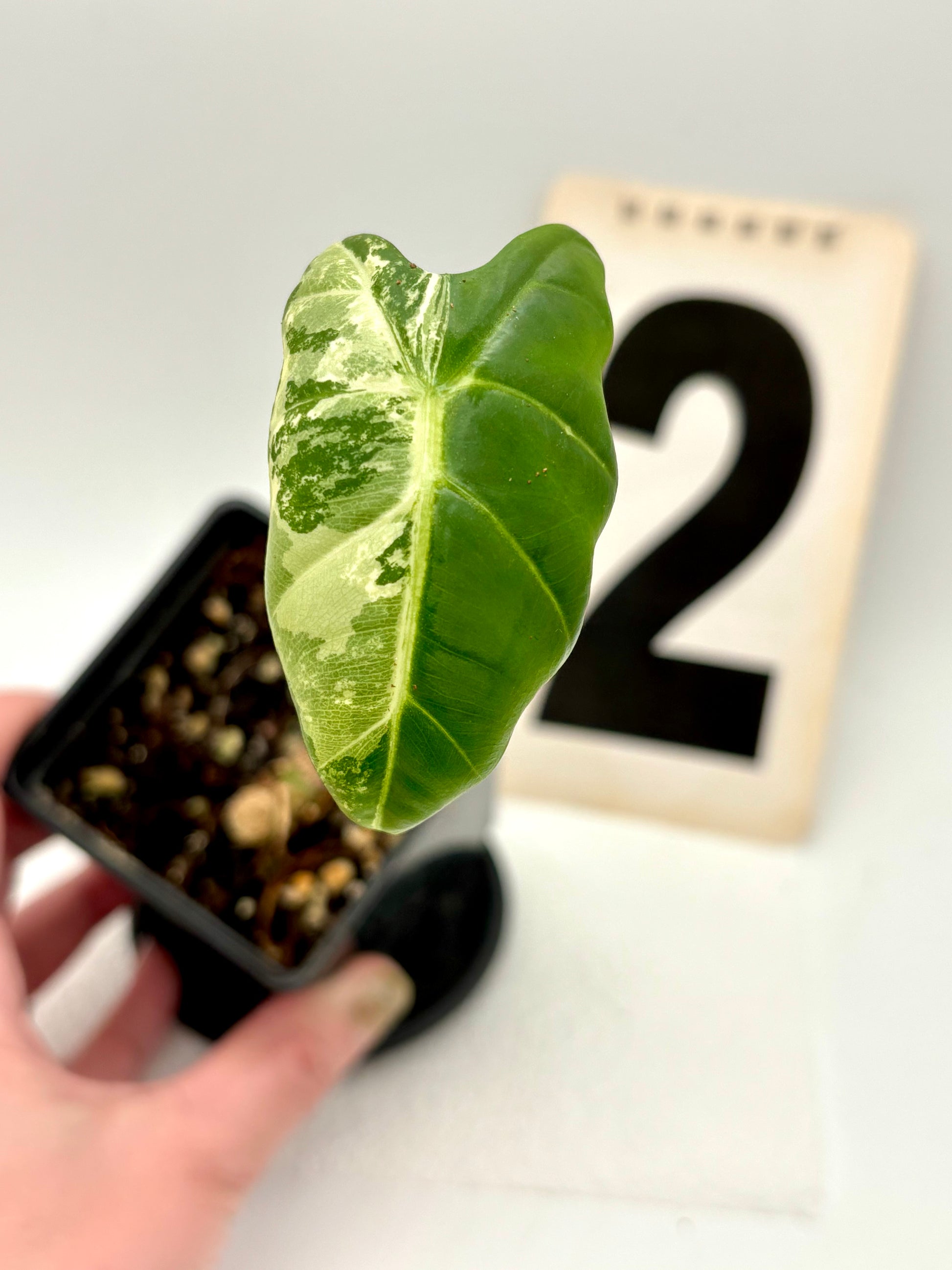 Alocasia Frydek Variegata von Exotic-Flowers mit grün-weiß gemusterten Blättern, große, dekorative Zimmerpflanze