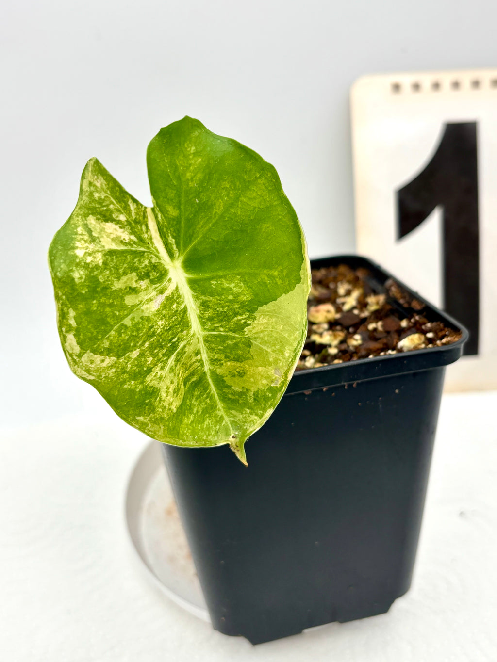 Alocasia London Eye Variegata