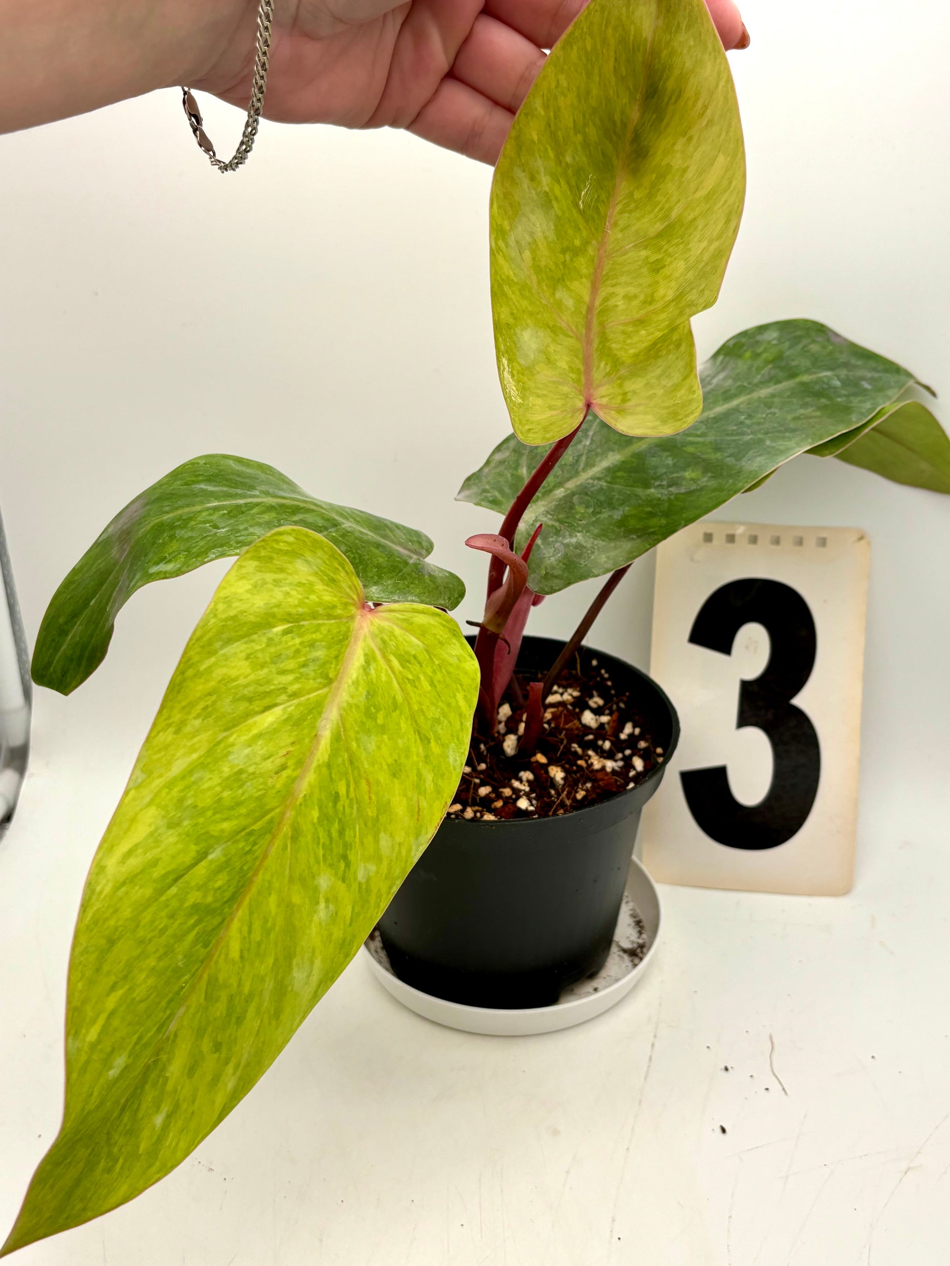 Philodendron Painted Lady