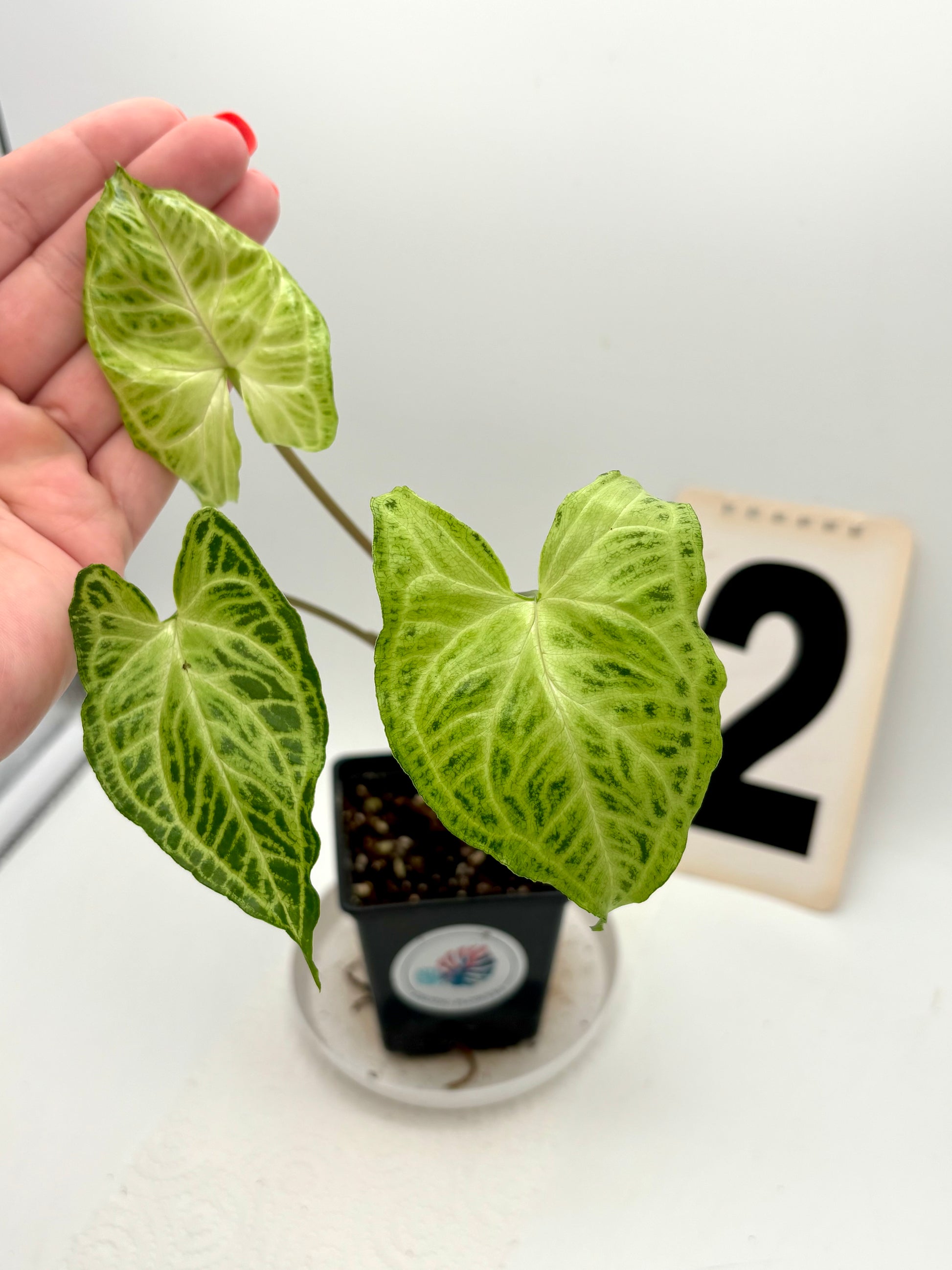 Syngonium Batik / Golden Venation