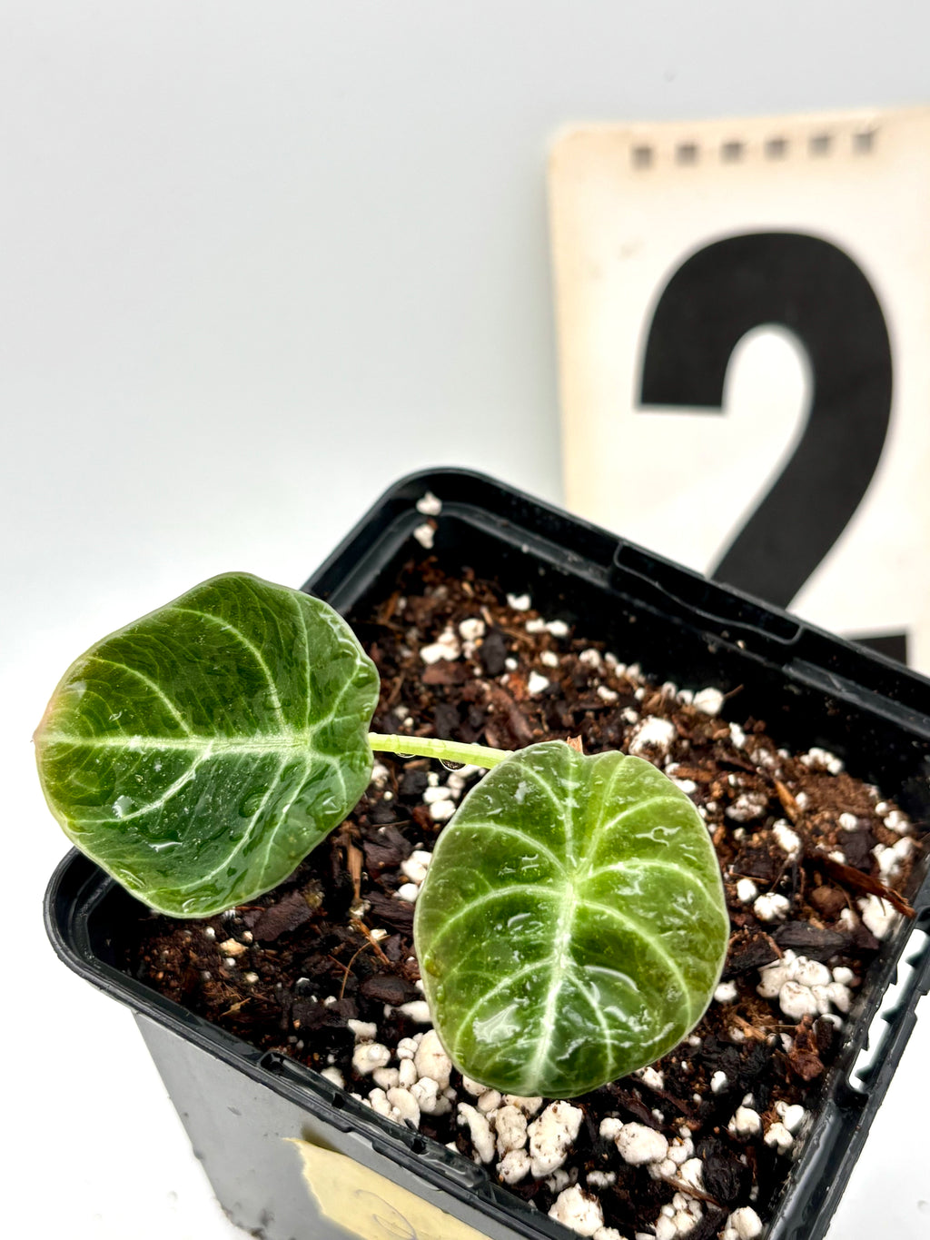 Grüne Alocasia Green Velvet Pflanze von Exotic-Flowers mit großen, samtartigen Blättern, Nahaufnahme der Blätter