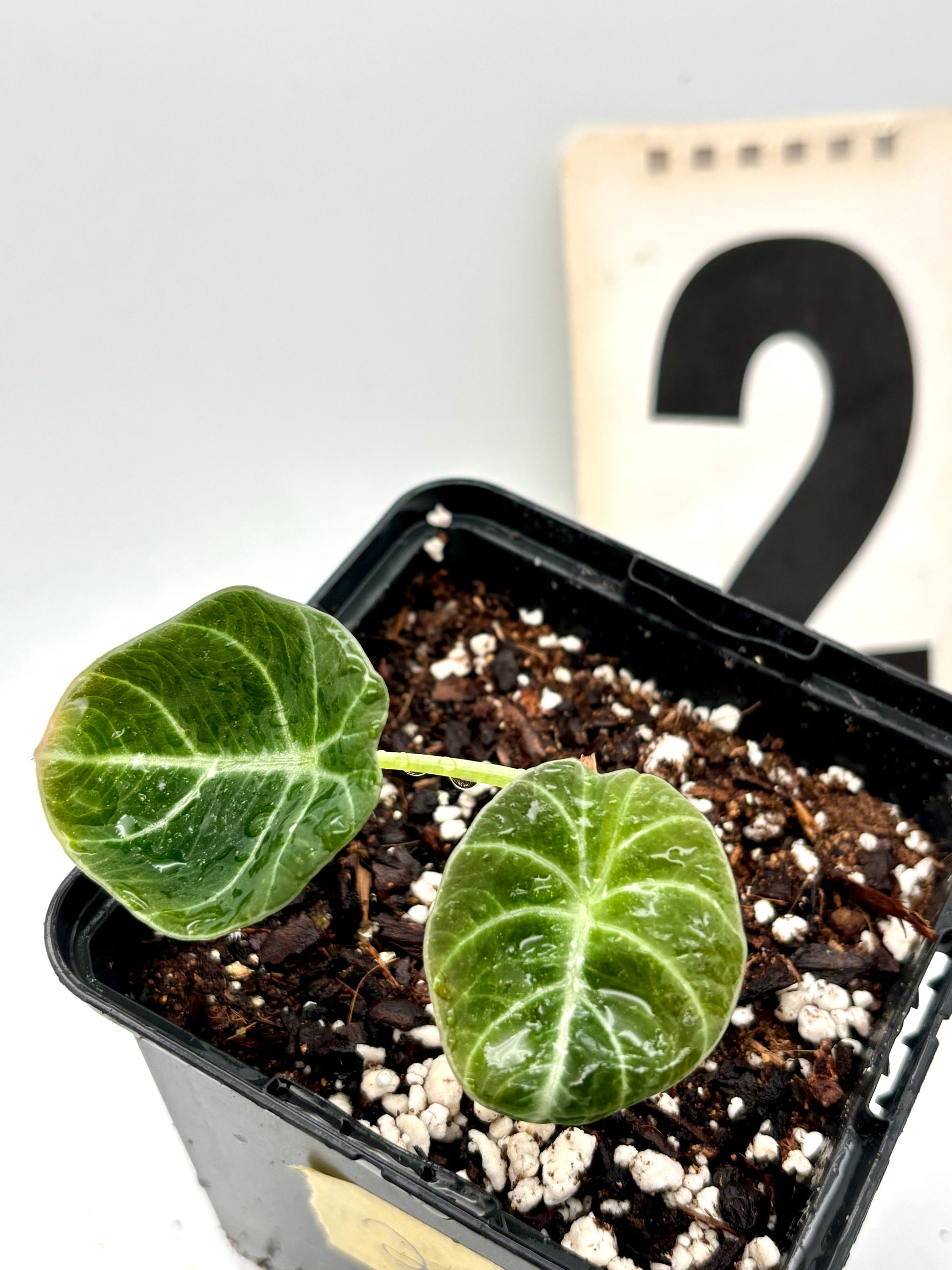 Grüne Alocasia Green Velvet Pflanze von Exotic-Flowers mit großen, samtartigen Blättern, Nahaufnahme der Blätter