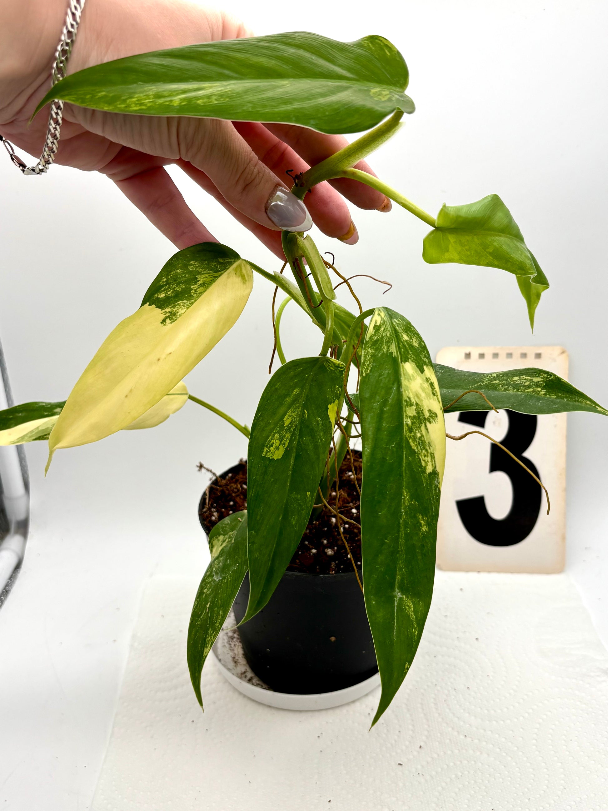 Philodendron Siam Sunrise / Domesticum Variegata