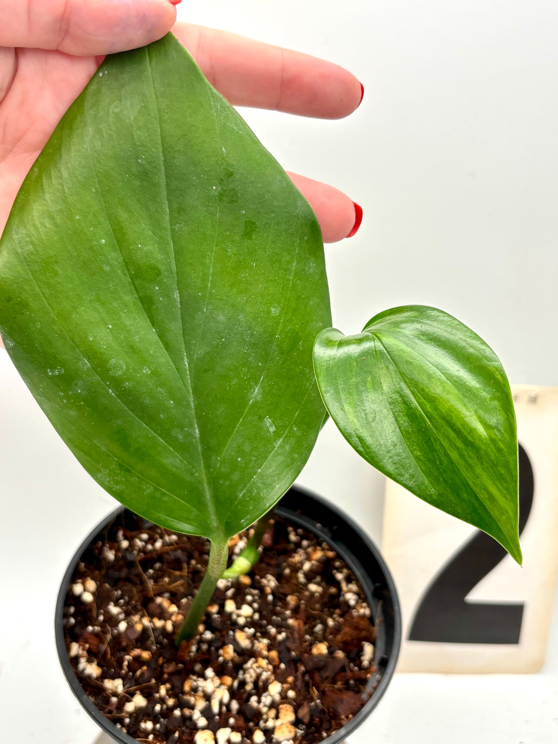 Philodendron Dragon Tail Variegata - Exotic-Flowers