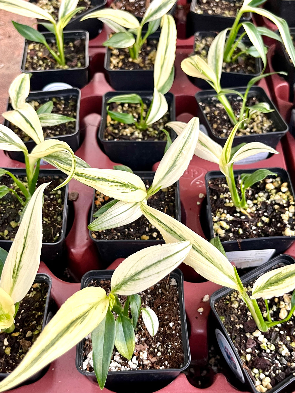 Epipremnum Amplissimum Variegata