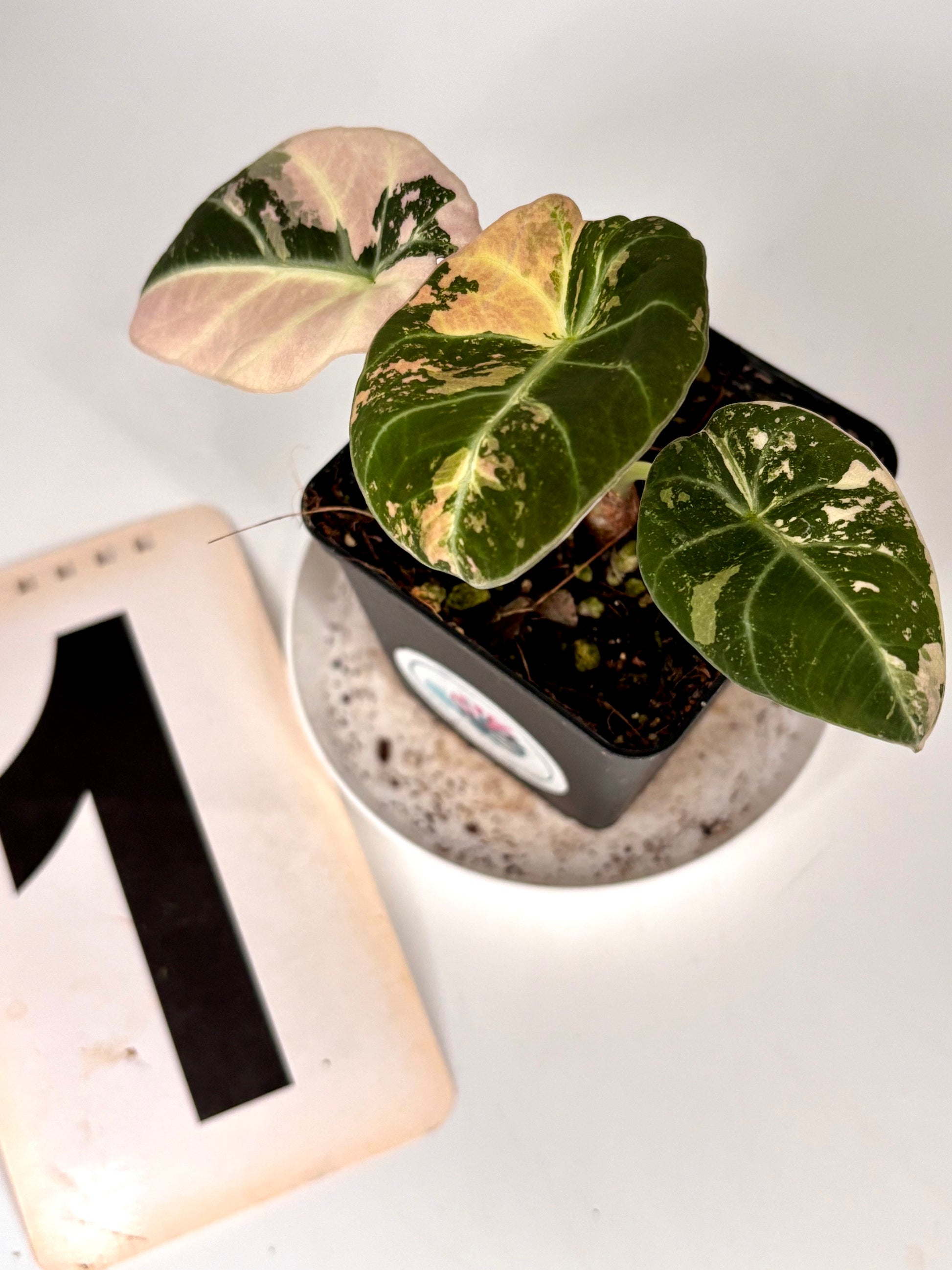 Alocasia Black Velvet Variegata