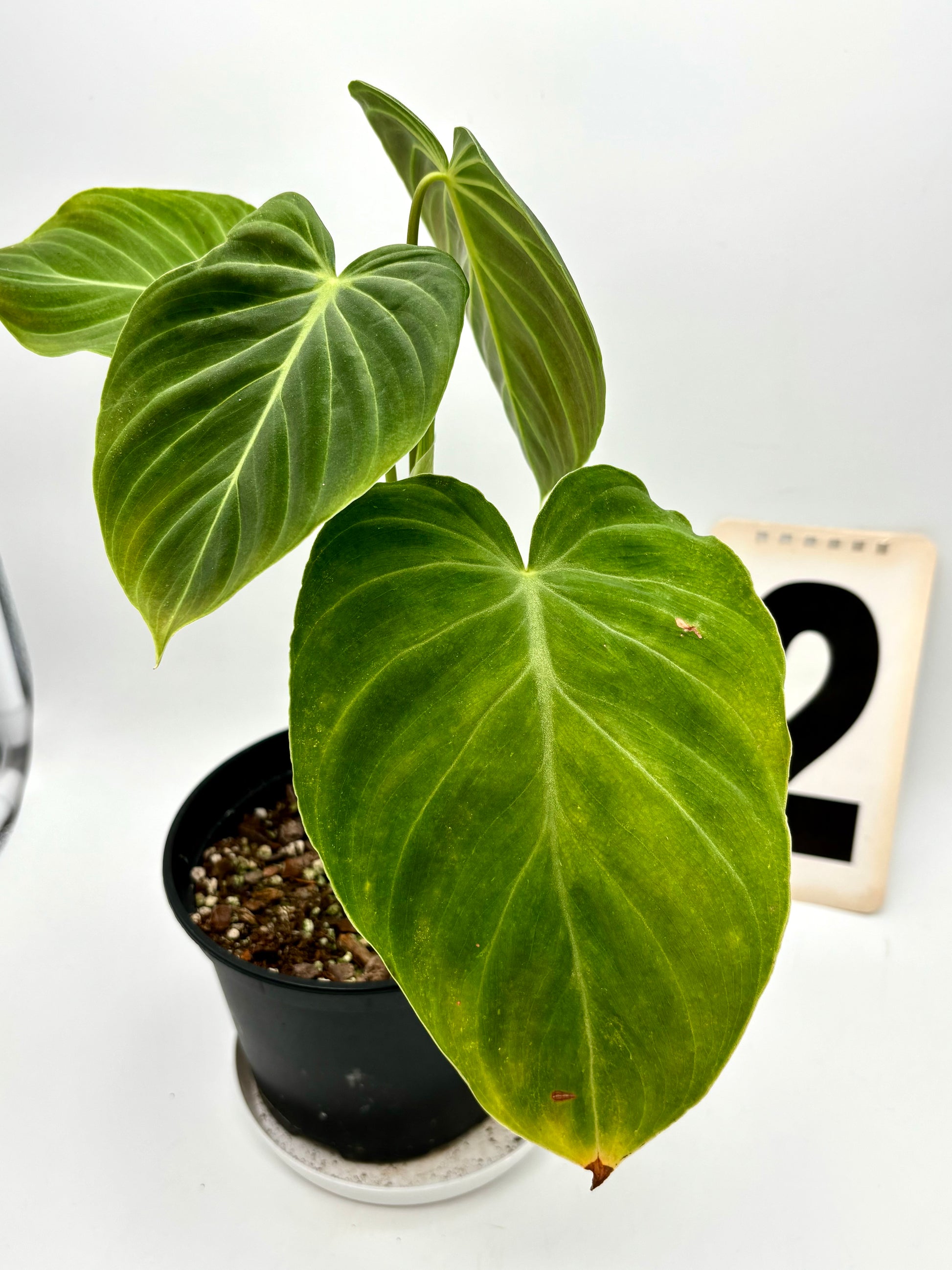 Philodendron Splendid