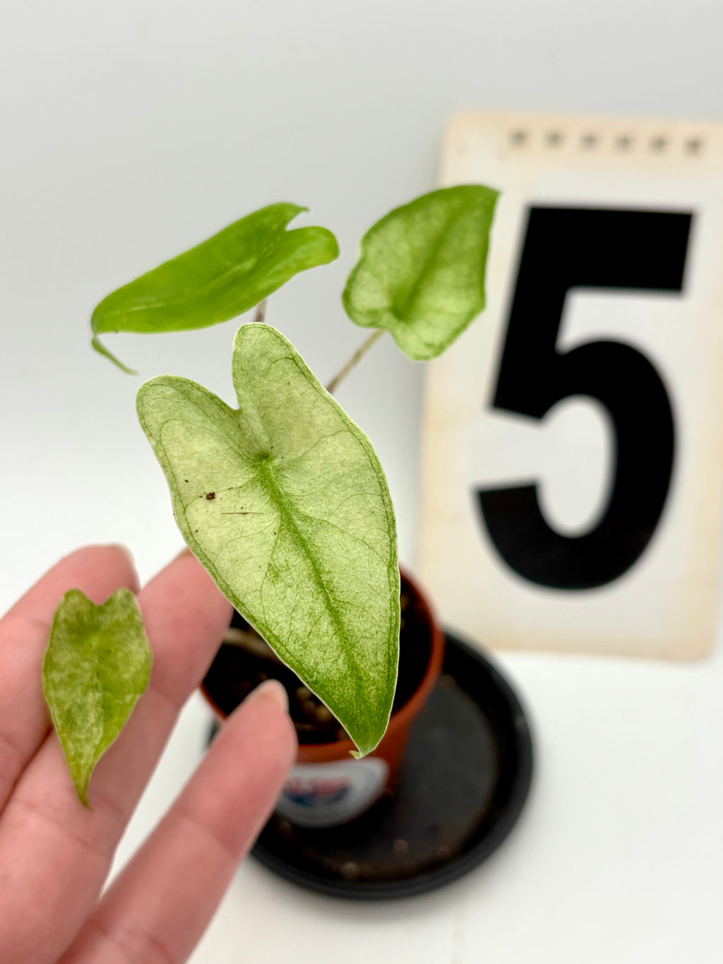 Alocasia Zebrina Mint Variegata Pflanze mit grünen und weißen gestreiften Blättern, von Exotic-Flowers