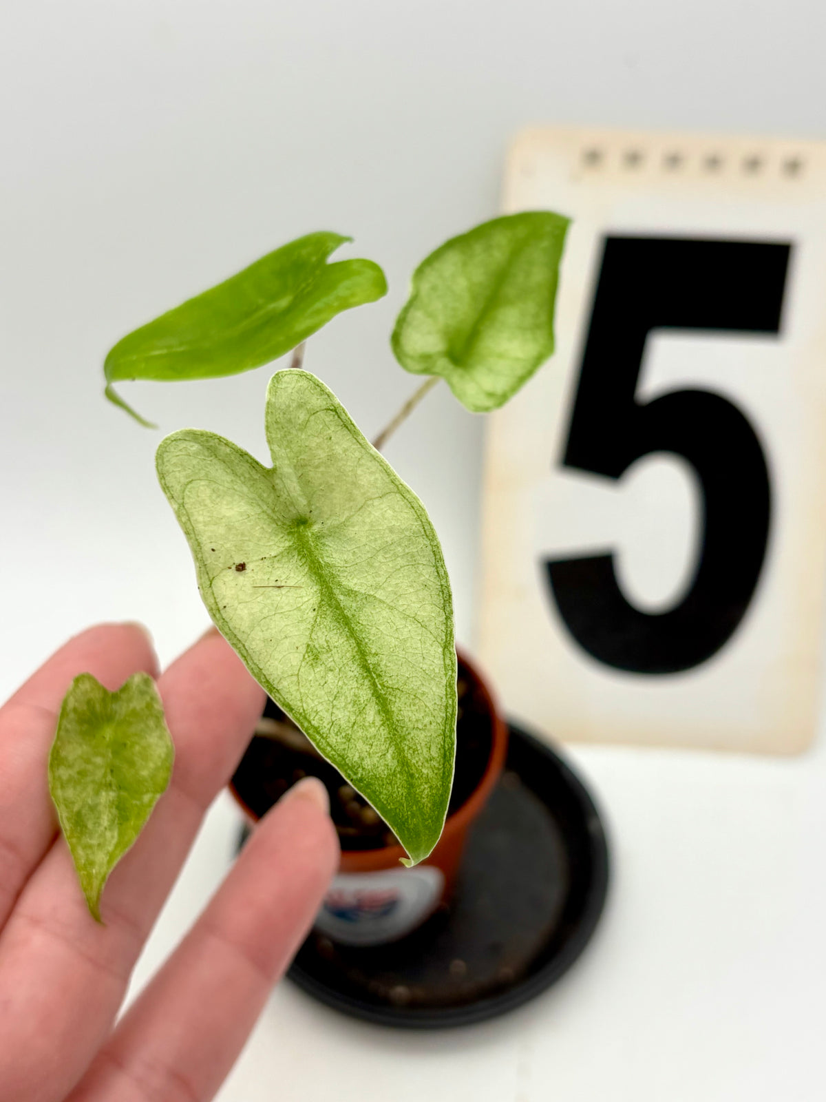 Alocasia Zebrina Mint Variegata Pflanze mit grünen und weißen gestreiften Blättern, von Exotic-Flowers