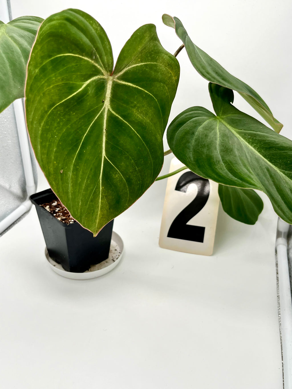 Philodendron Gloriosum