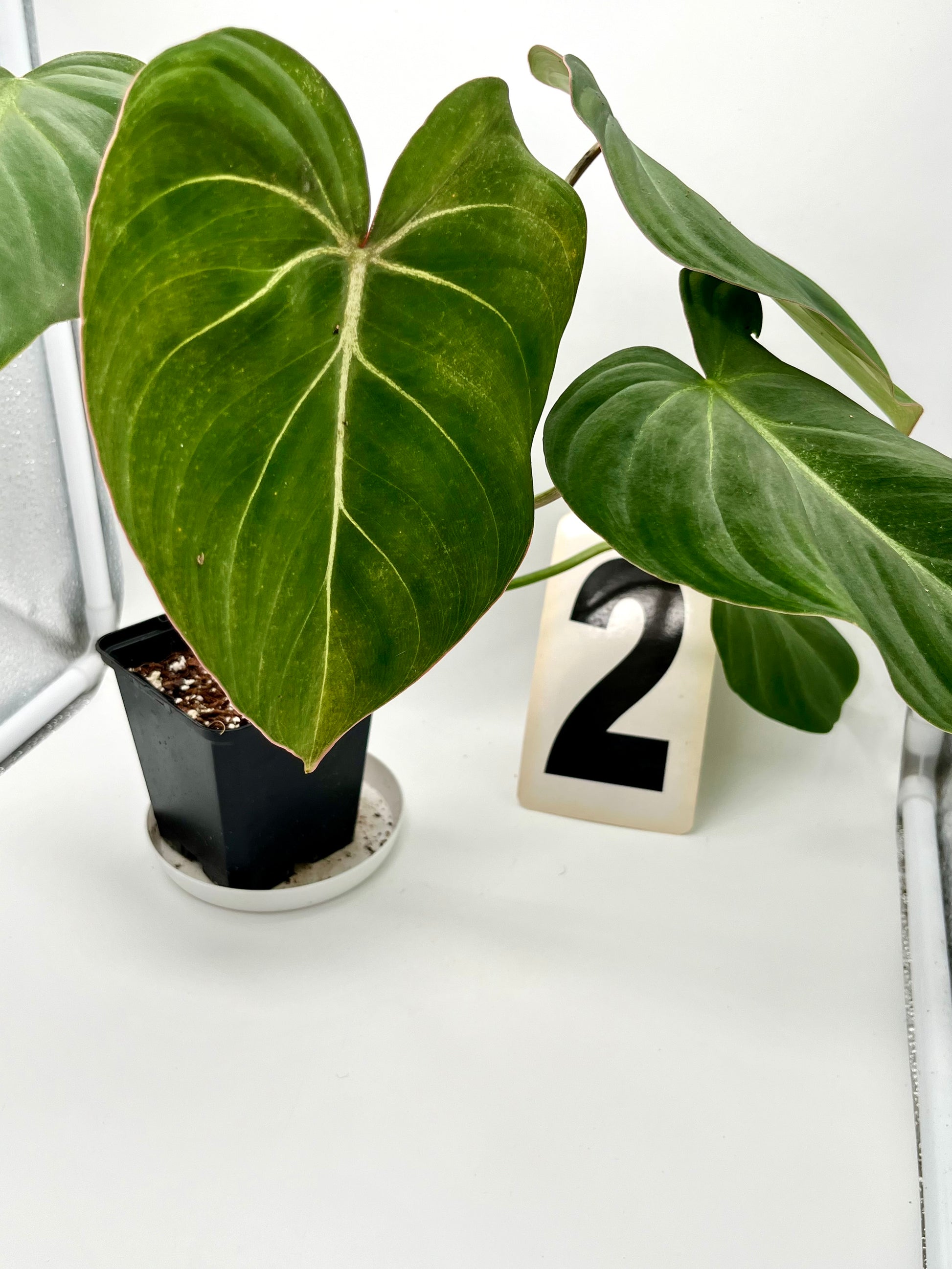 Philodendron Gloriosum
