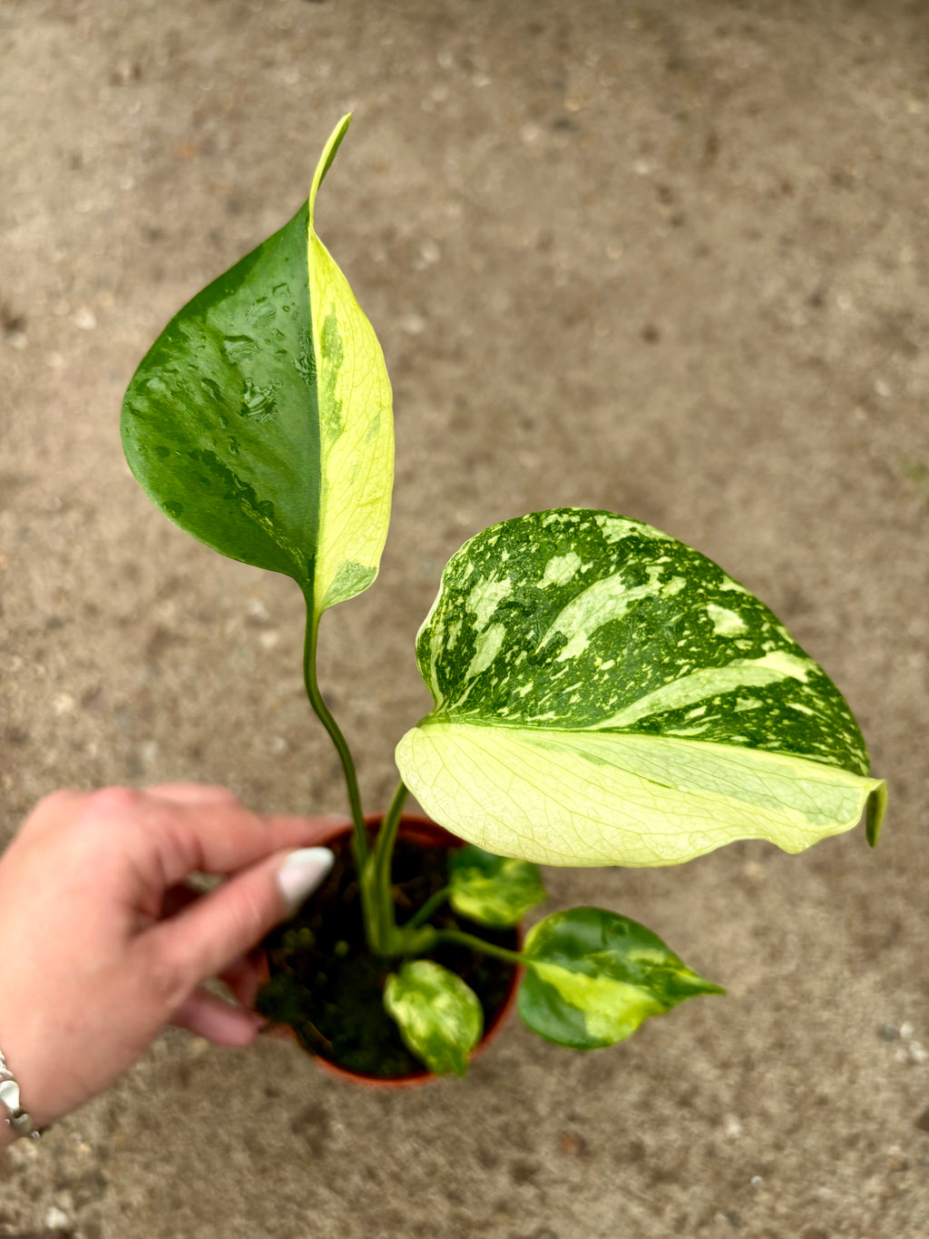 Frische Monstera Electrolyte Flasche von Exotic-Flowers, mit auffälligem Design und grünem Etikett, auf weißem Hintergrund.