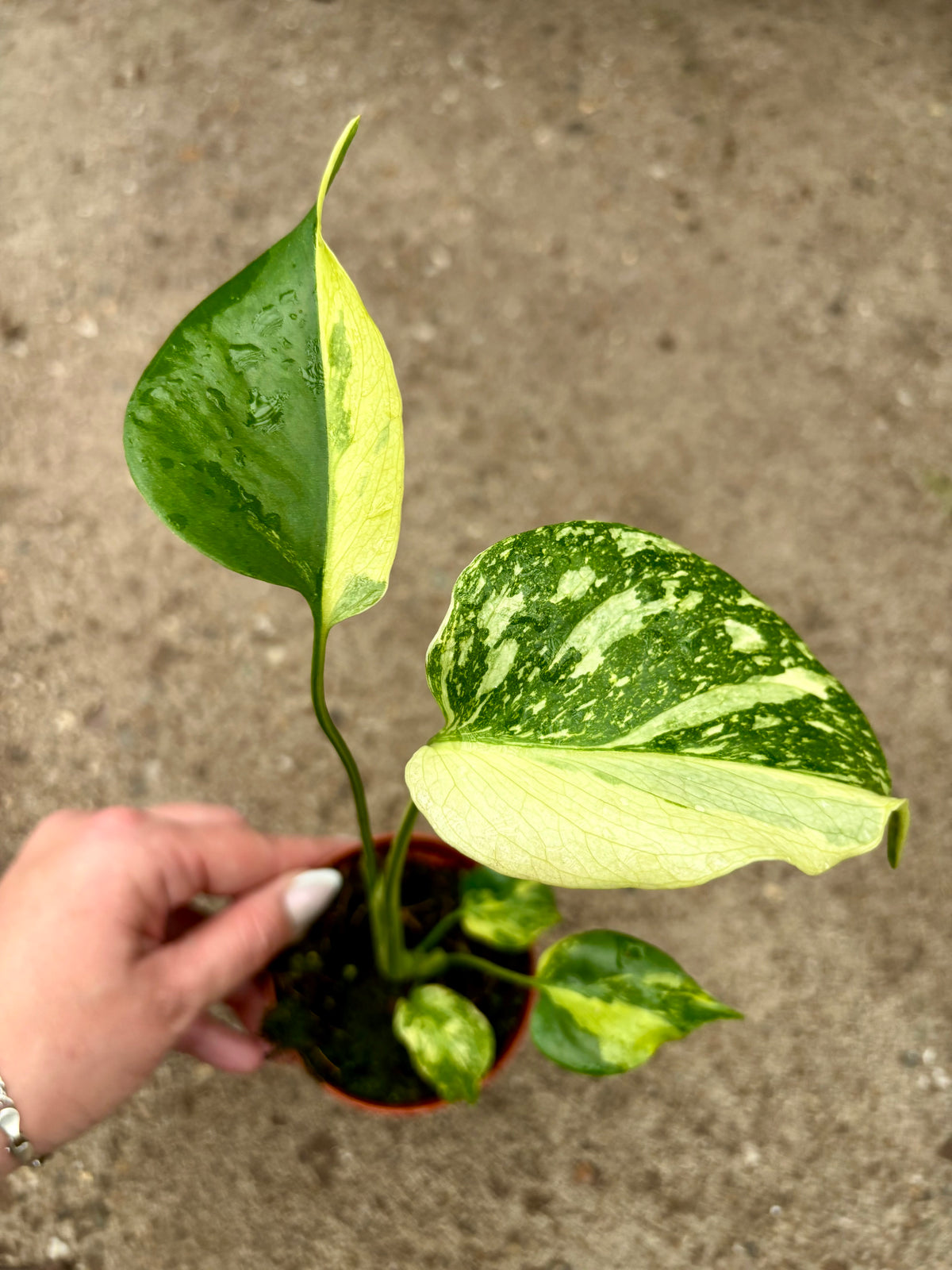 Frische Monstera Electrolyte Flasche von Exotic-Flowers, mit auffälligem Design und grünem Etikett, auf weißem Hintergrund.